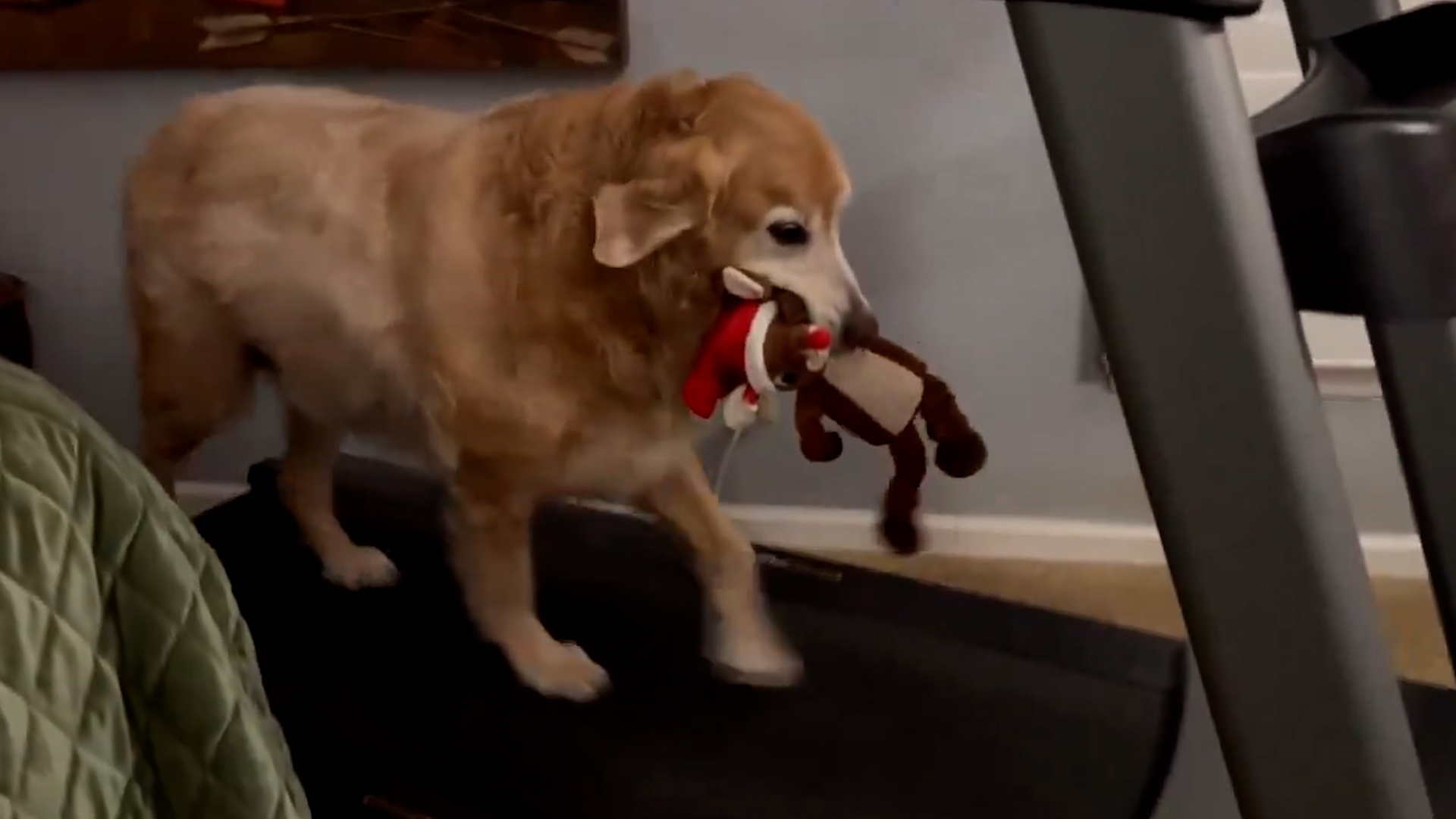 Senior Golden Retriever Trained to Get in His Daily Steps on Treadmill