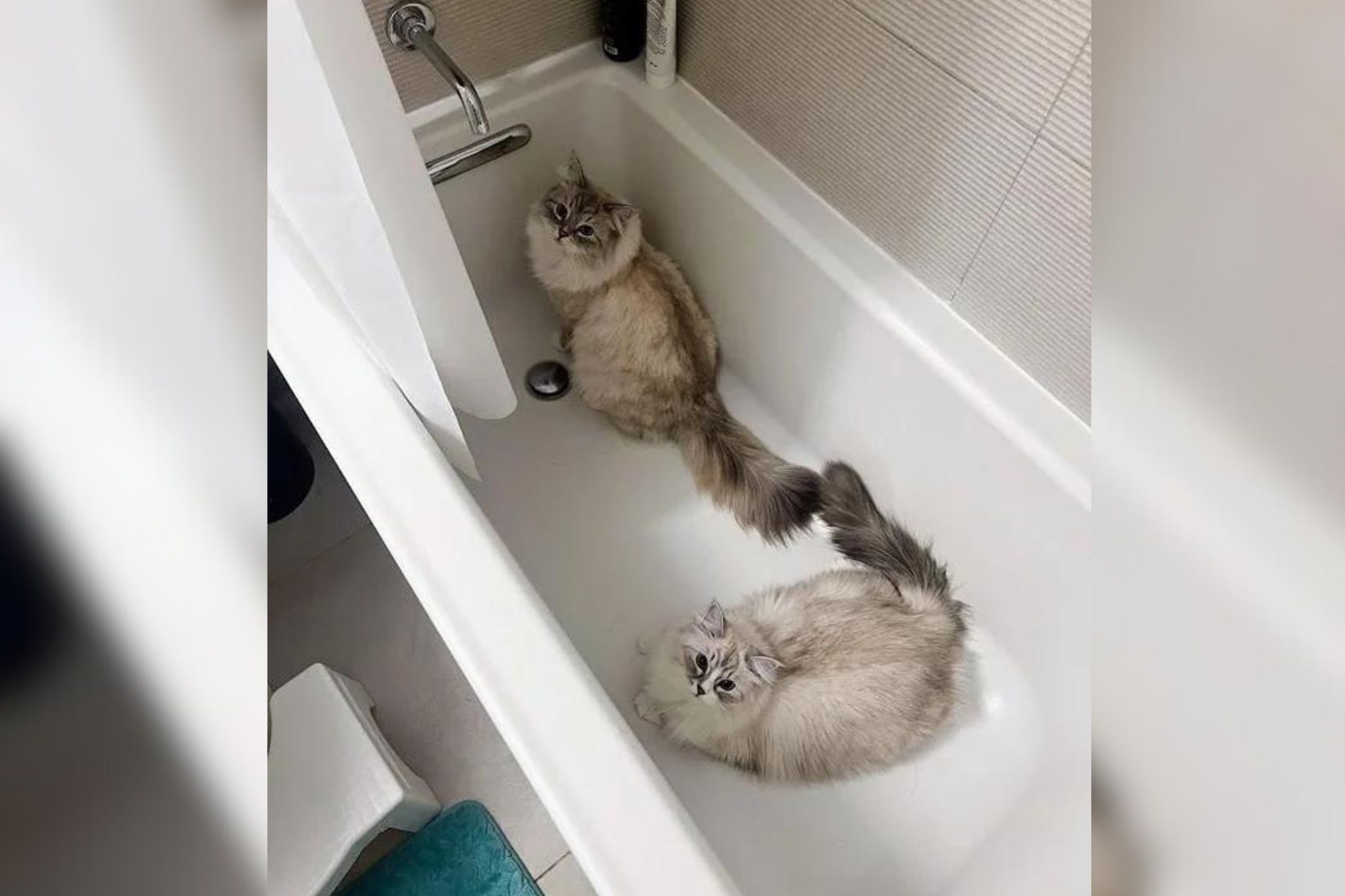 Cat Owners Required to Get Permission From 'Shower Guardians' Newsweek