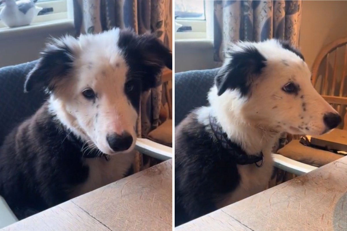 Border collie sitting at table