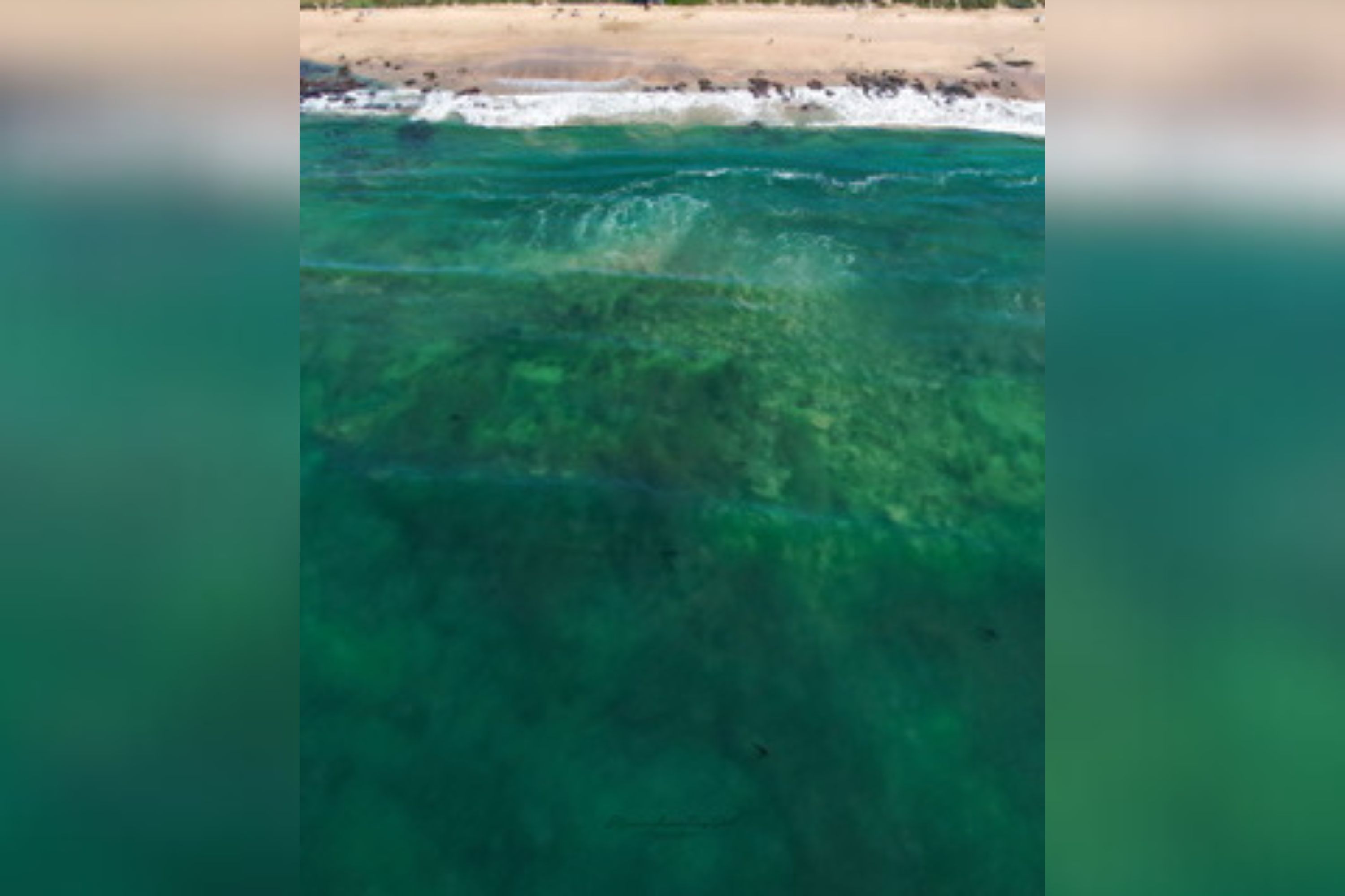 Can You Spot The Five Great White Sharks Lurking Close To The Shore 