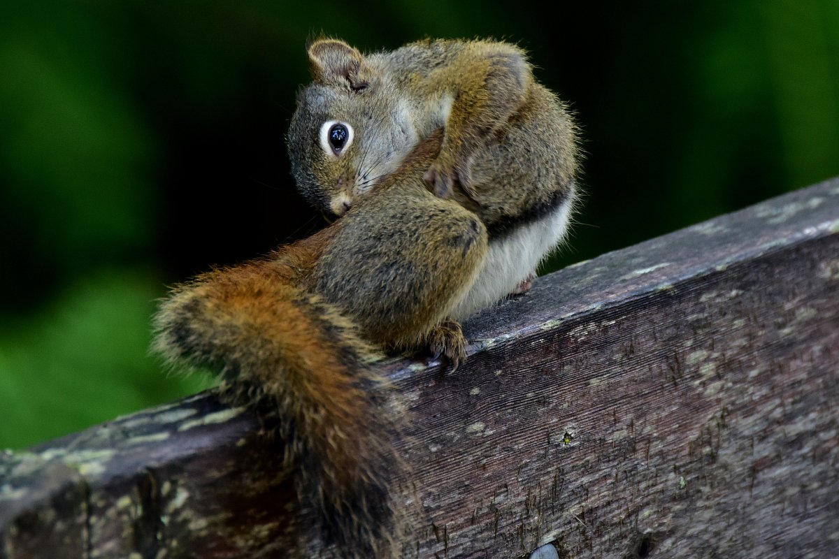 Alaska red squirrel