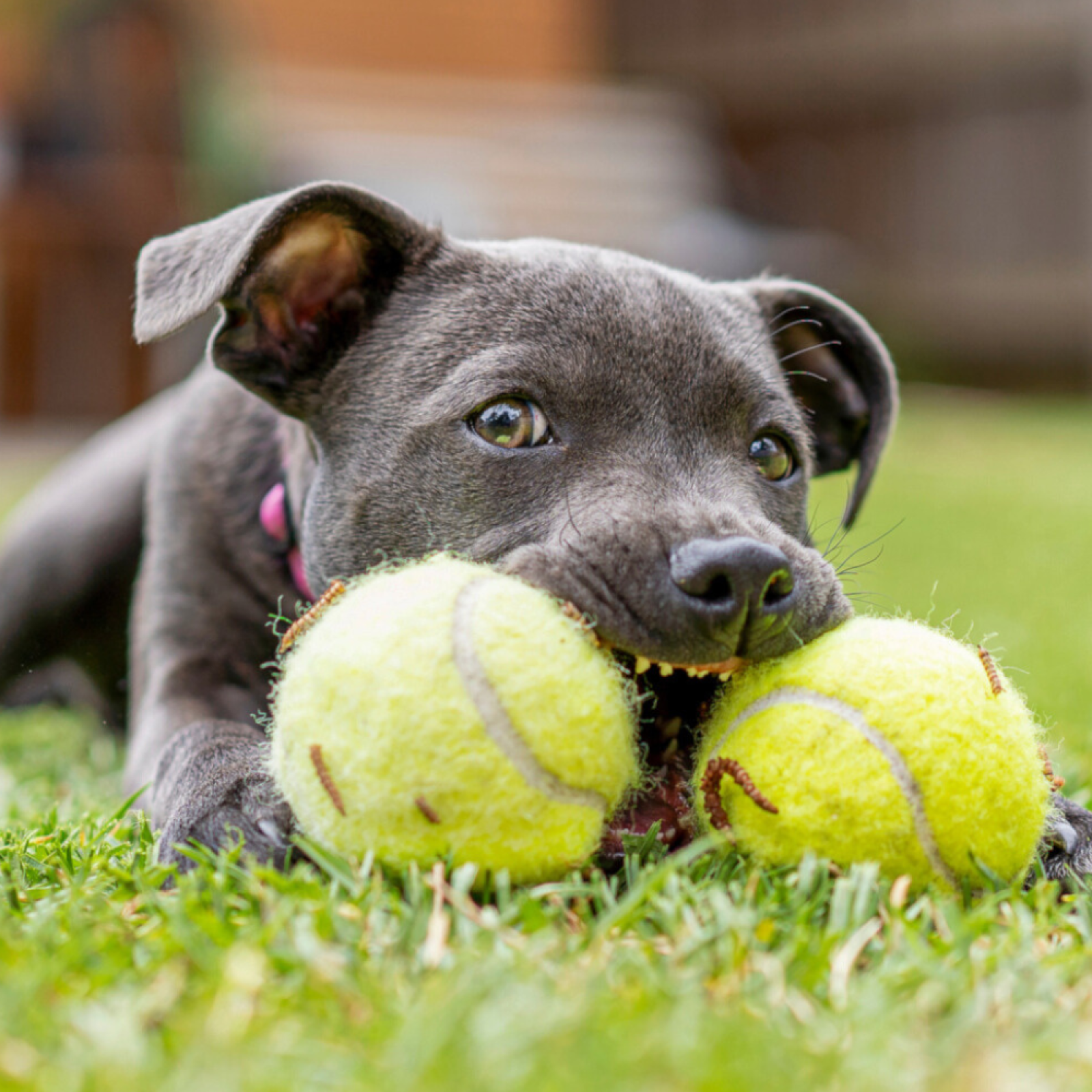 Staffy scratching hotsell all the time