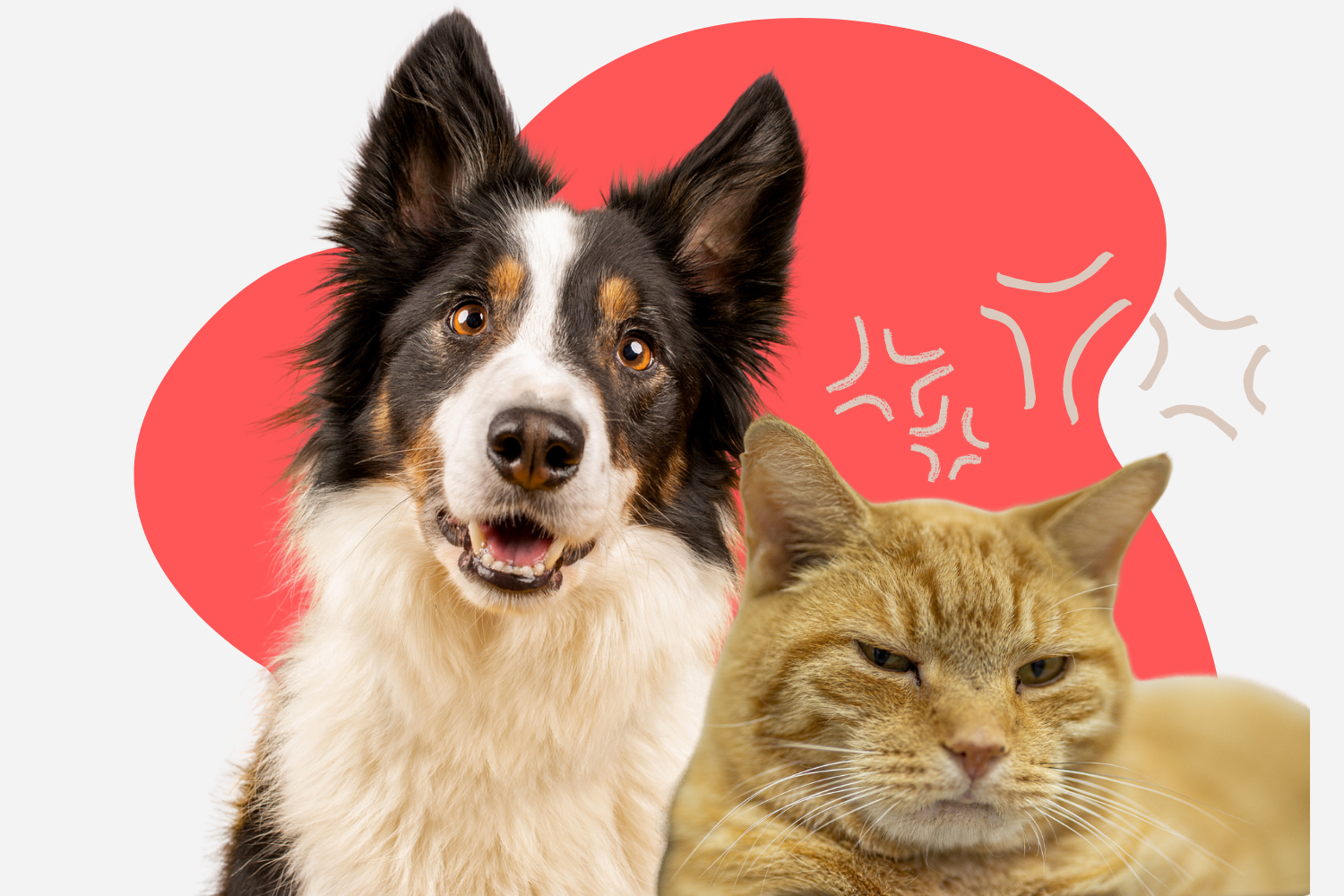 Hysterics As Cat Suddenly Remembers ‘One-Sided Beef’ With Dog