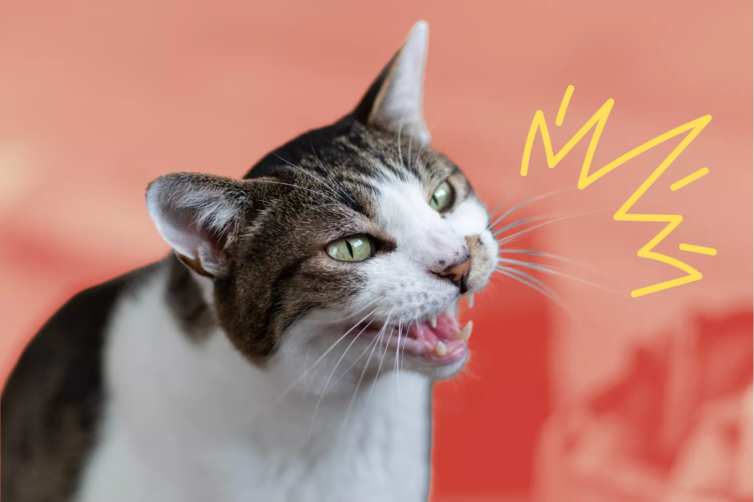 Elderly Cat Sent Away While Owners Moved House Has Best Reaction to Reunion - Vimarsana News