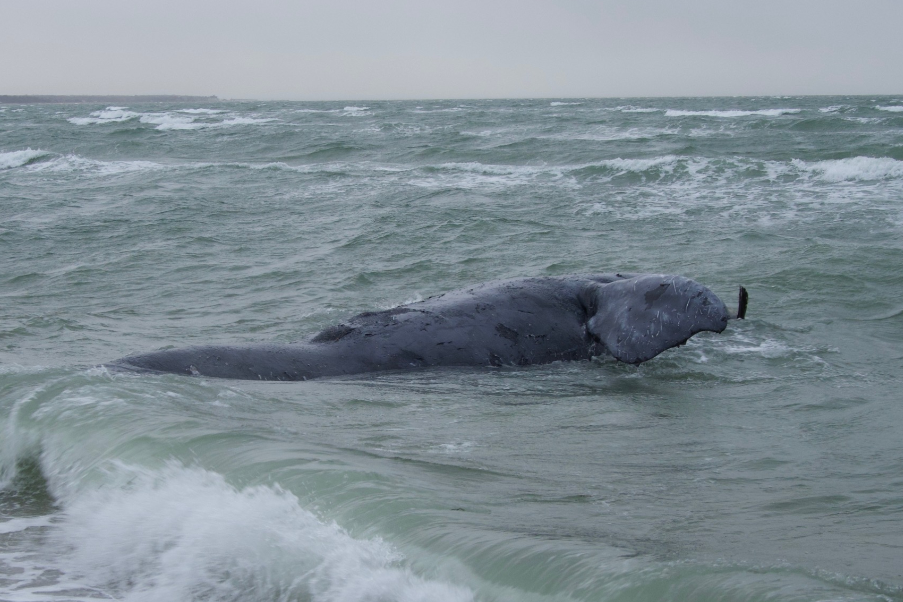 L'autopsie d'une baleine en voie de disparition révèle la cause possible du décès Les Actualites