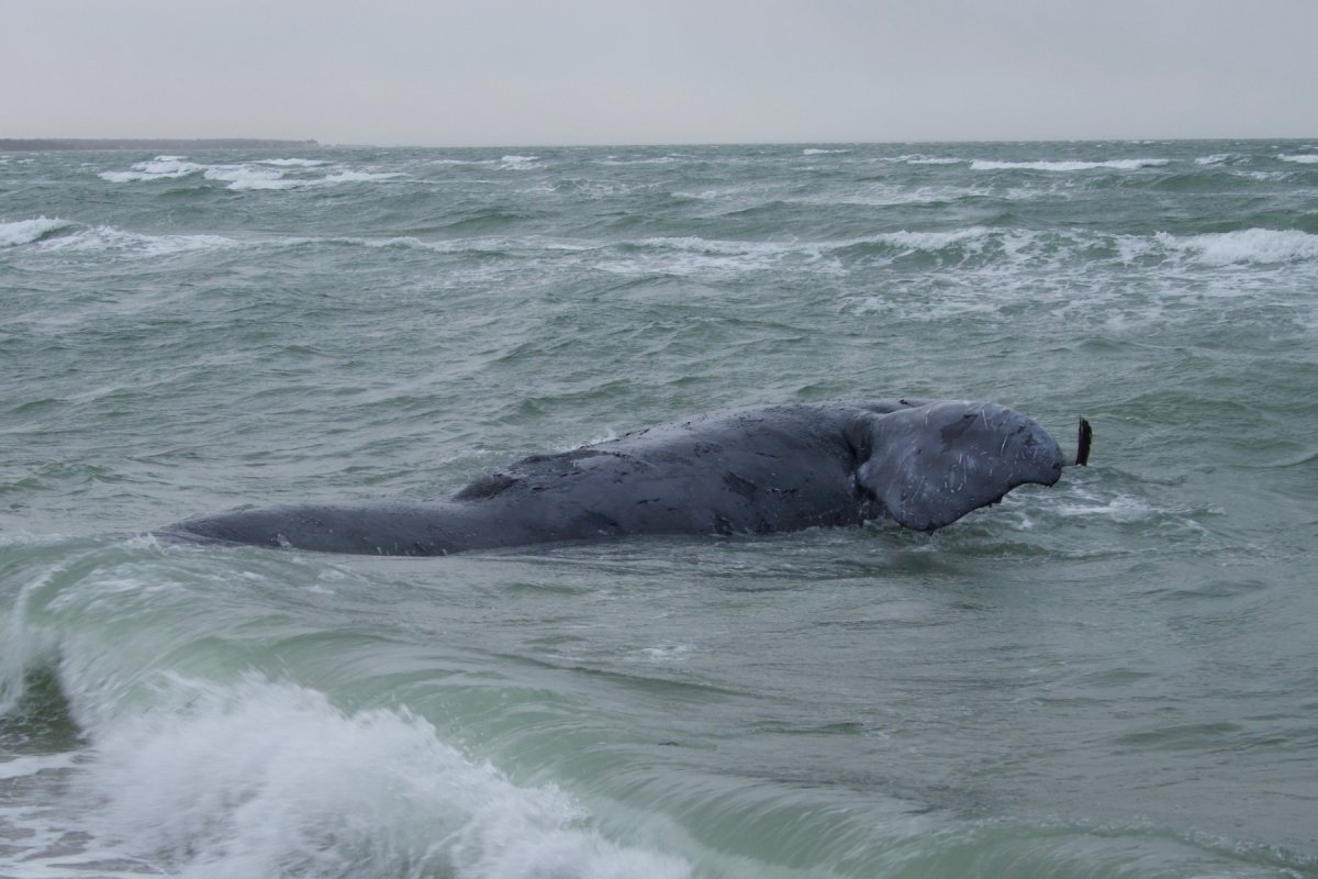 dead whale in sea