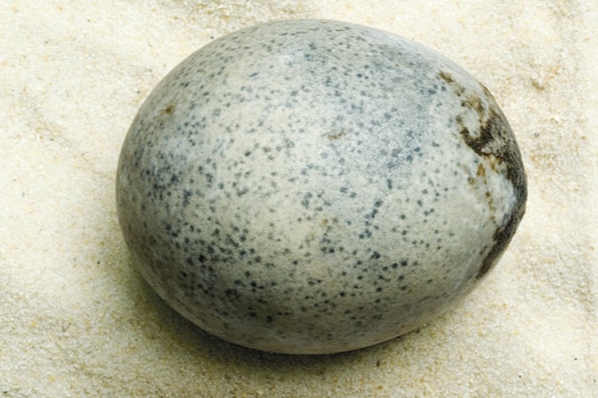 An ancient Roman preserved egg