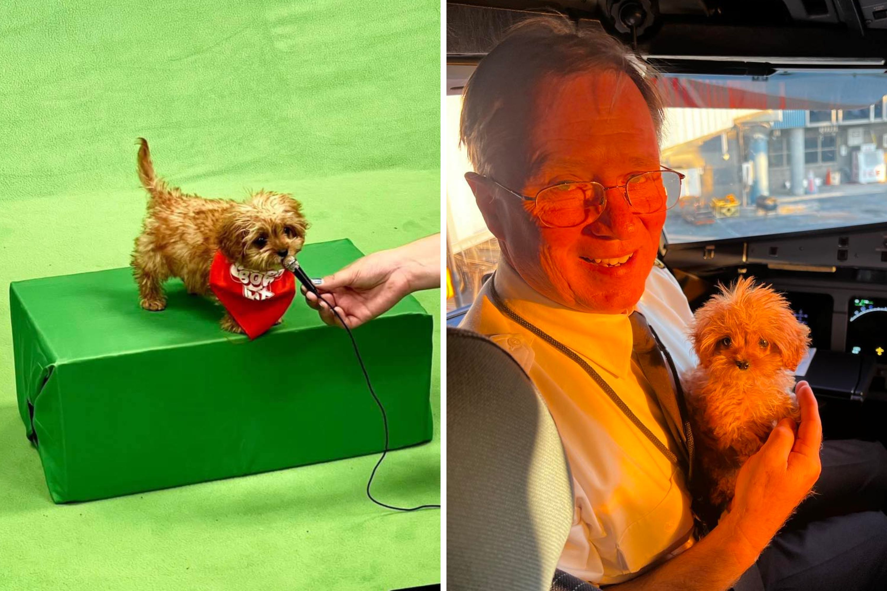 Puppy Bowl 2024 Sweetpea Owner Speaks Out As Tiny Dog Honored After