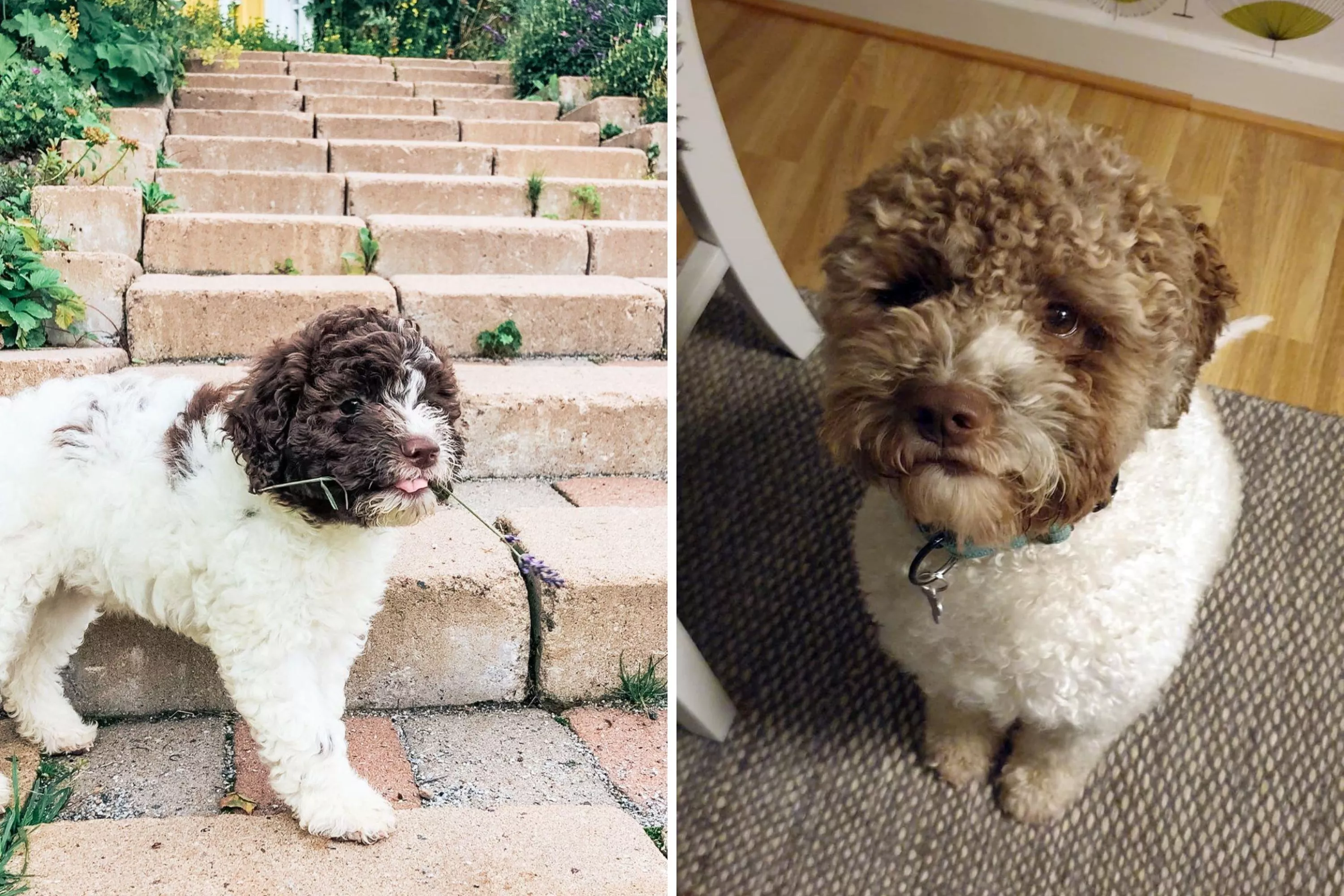 Dog's Favorite View When Going for a Walk Melts Hearts - Vimarsana News