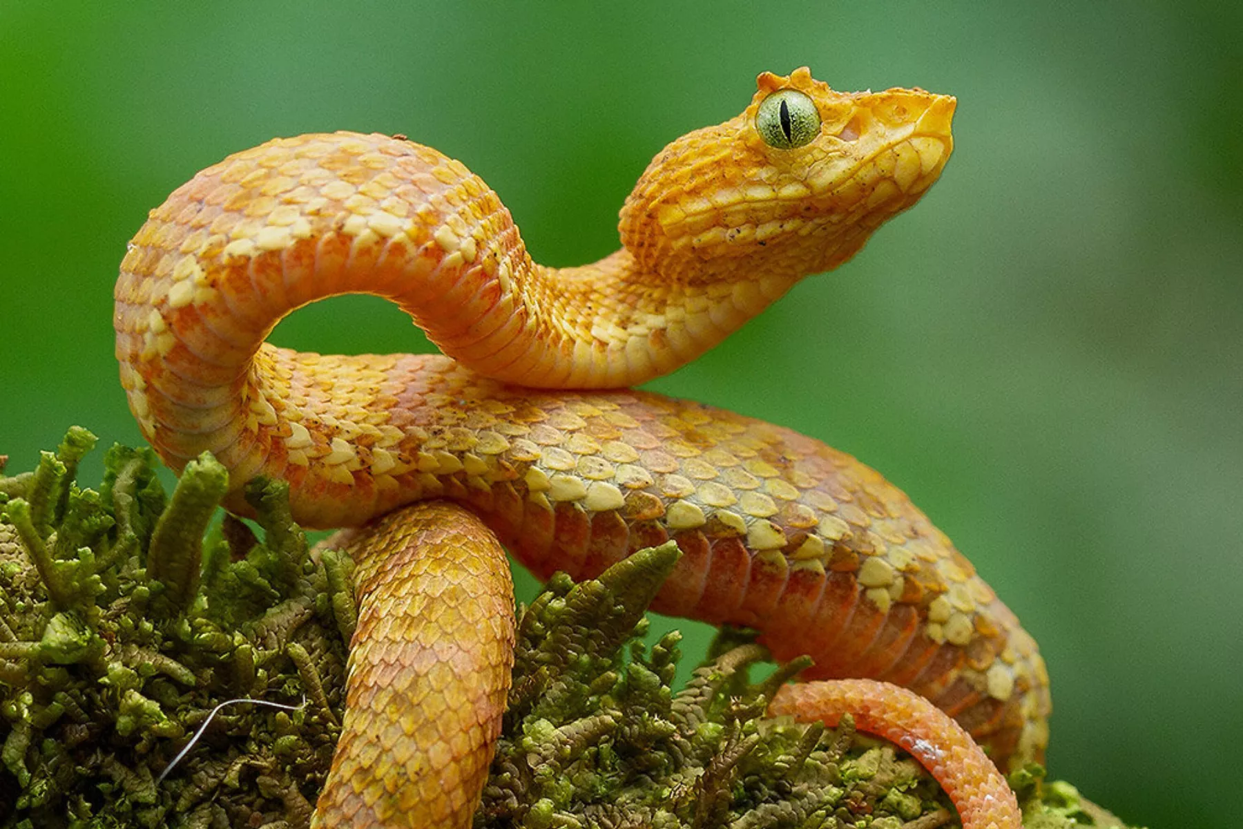 Snake Bites Researcher, Leading to Discovery of Five New Viper 