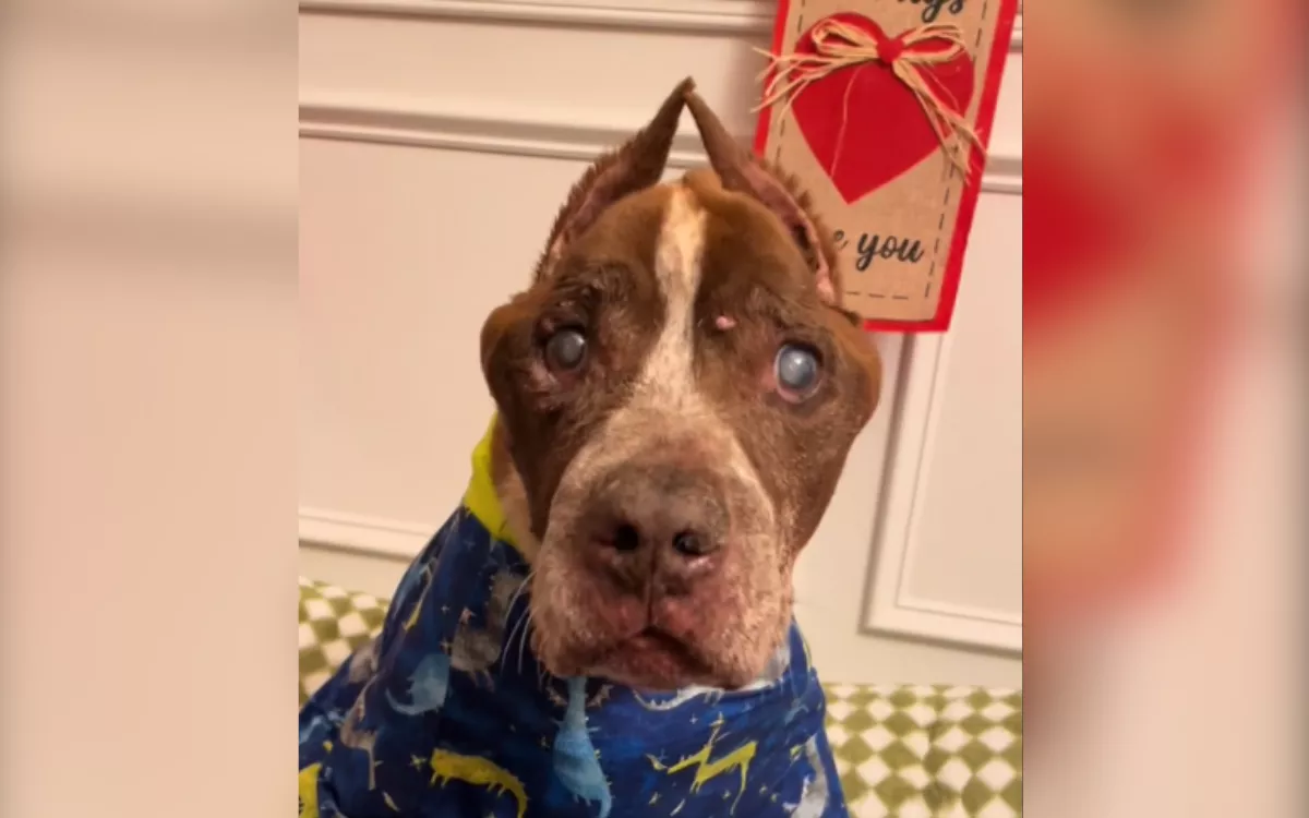 Watch How "Very Frail but Full of Life" Senior Hospice Dog Asks for Cookie - Vimarsana News