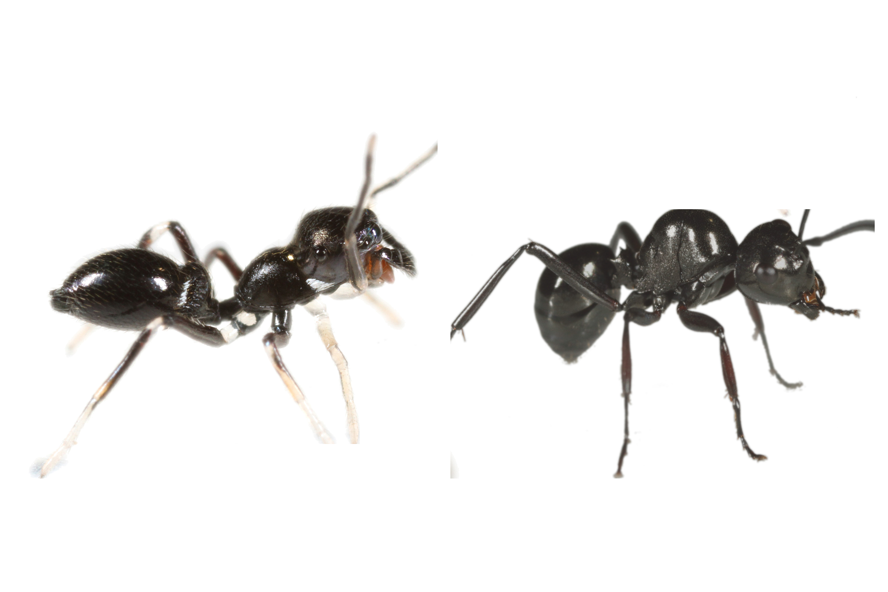 Spider ant deals