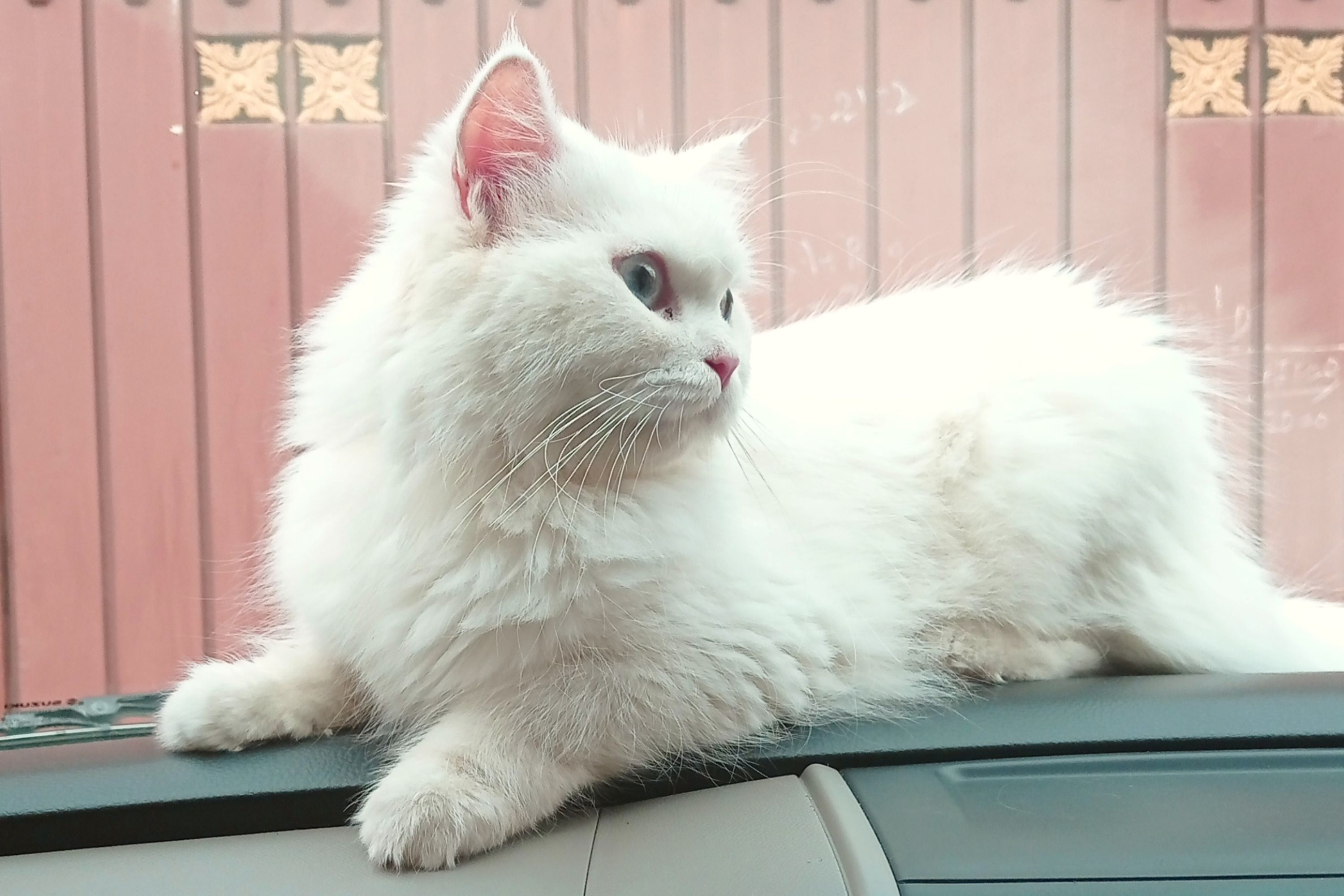 Driver Saying ‘Pedal Keeps Getting Stuck’ Can’t Believe What Mechanic Finds