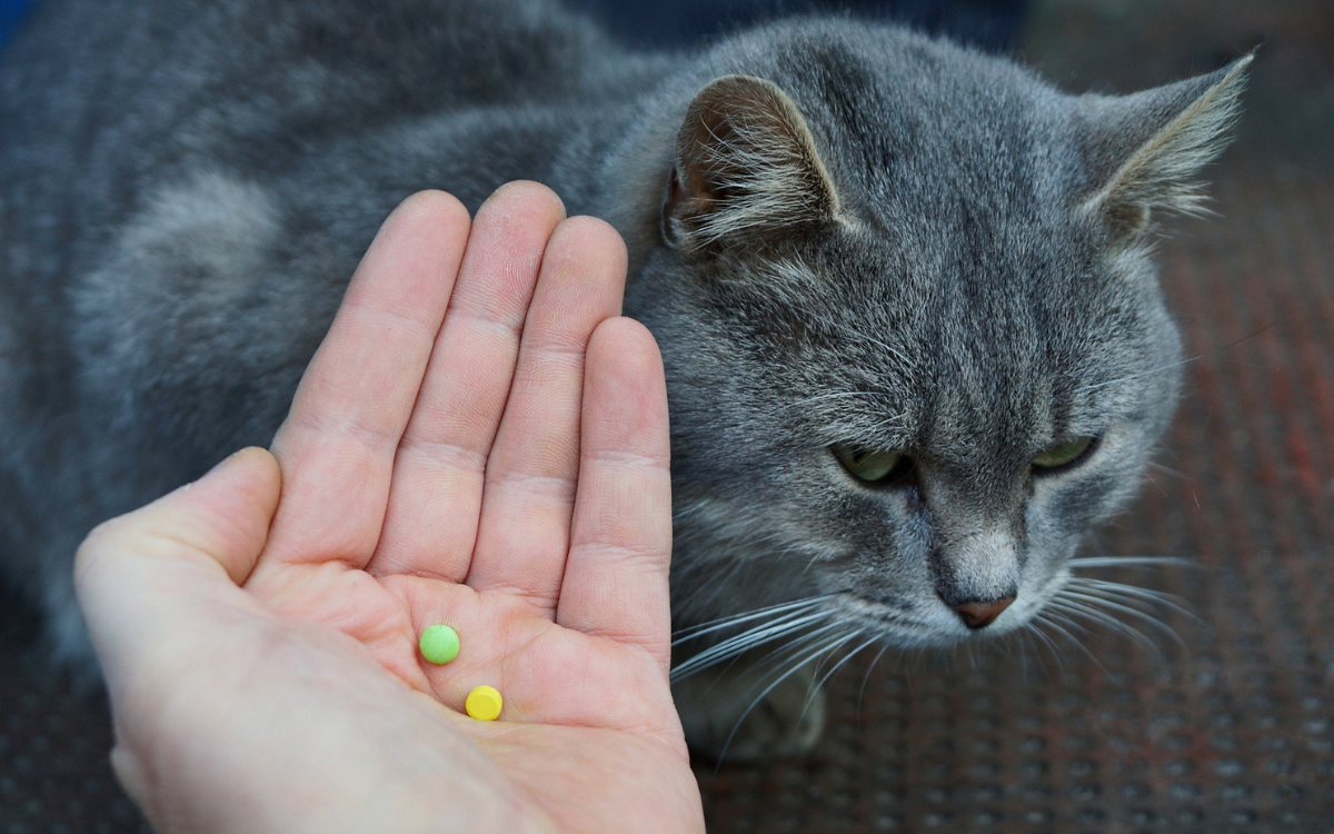 Cat Owner Shares Video She Says Guaranteed To Annoy Pet Parents Everywhere Cat Owner Shares Video She Says Guaranteed To Annoy Pet Parents Everywhere