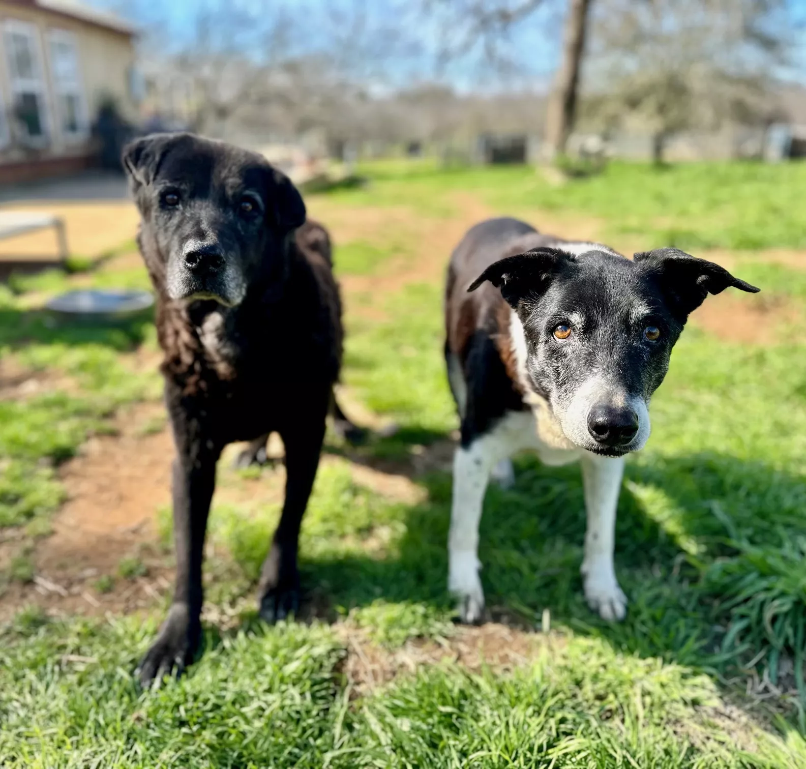 Bonded Dogs Can't Be Separated After Spending 14 Years in Same Shelter - Vimarsana News