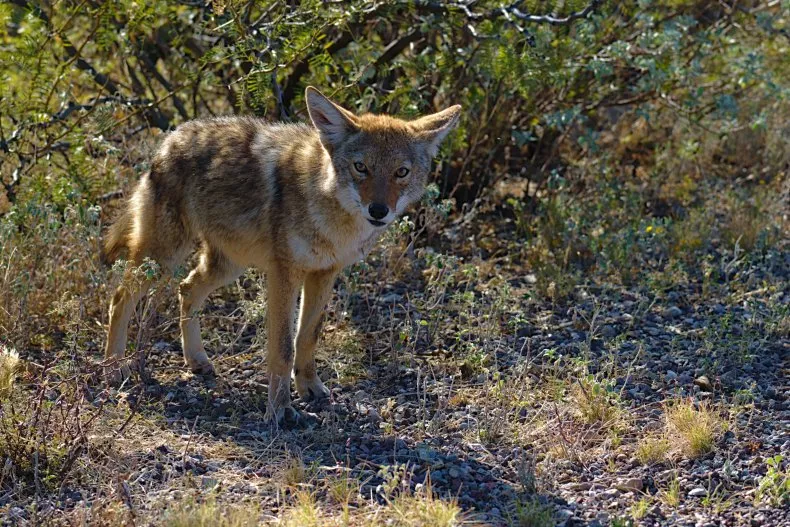 Texas Park Closed After Coyote Bites Children