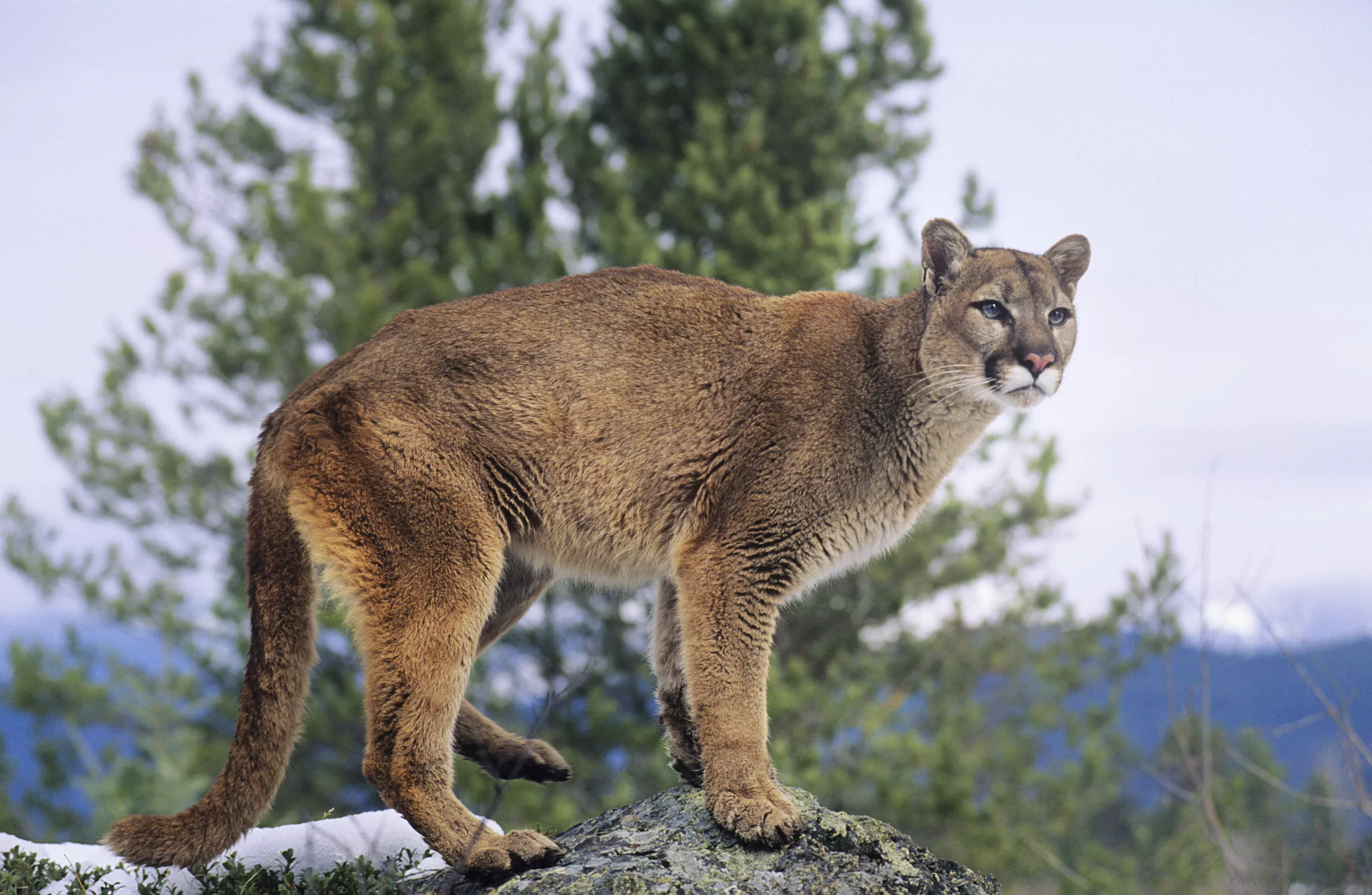 Mountain Lion Attacks Pet Dog in Colorado - Vimarsana News