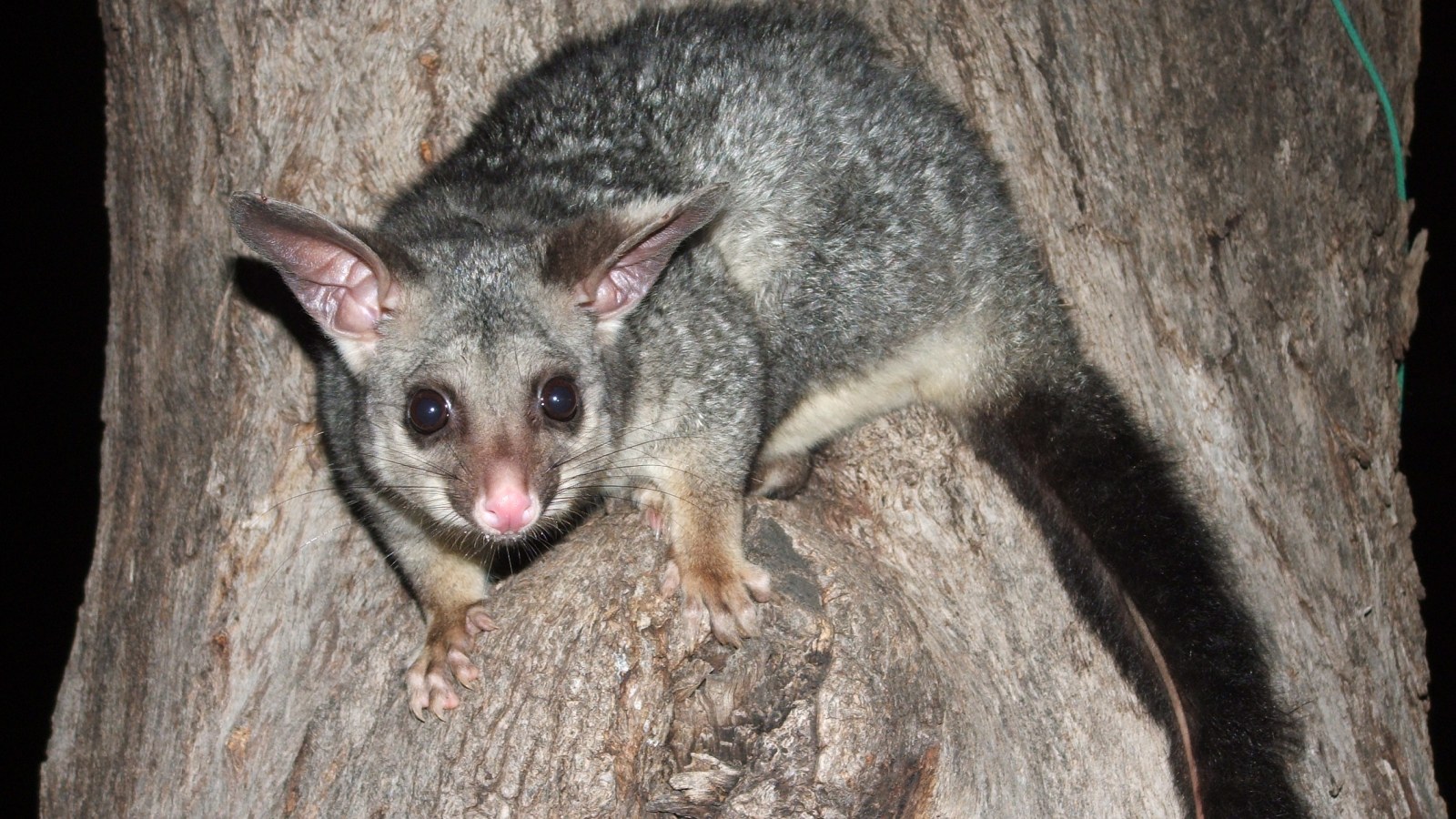 Possum Camera Possum Australian Gleoite Australia's Possums And Gliders