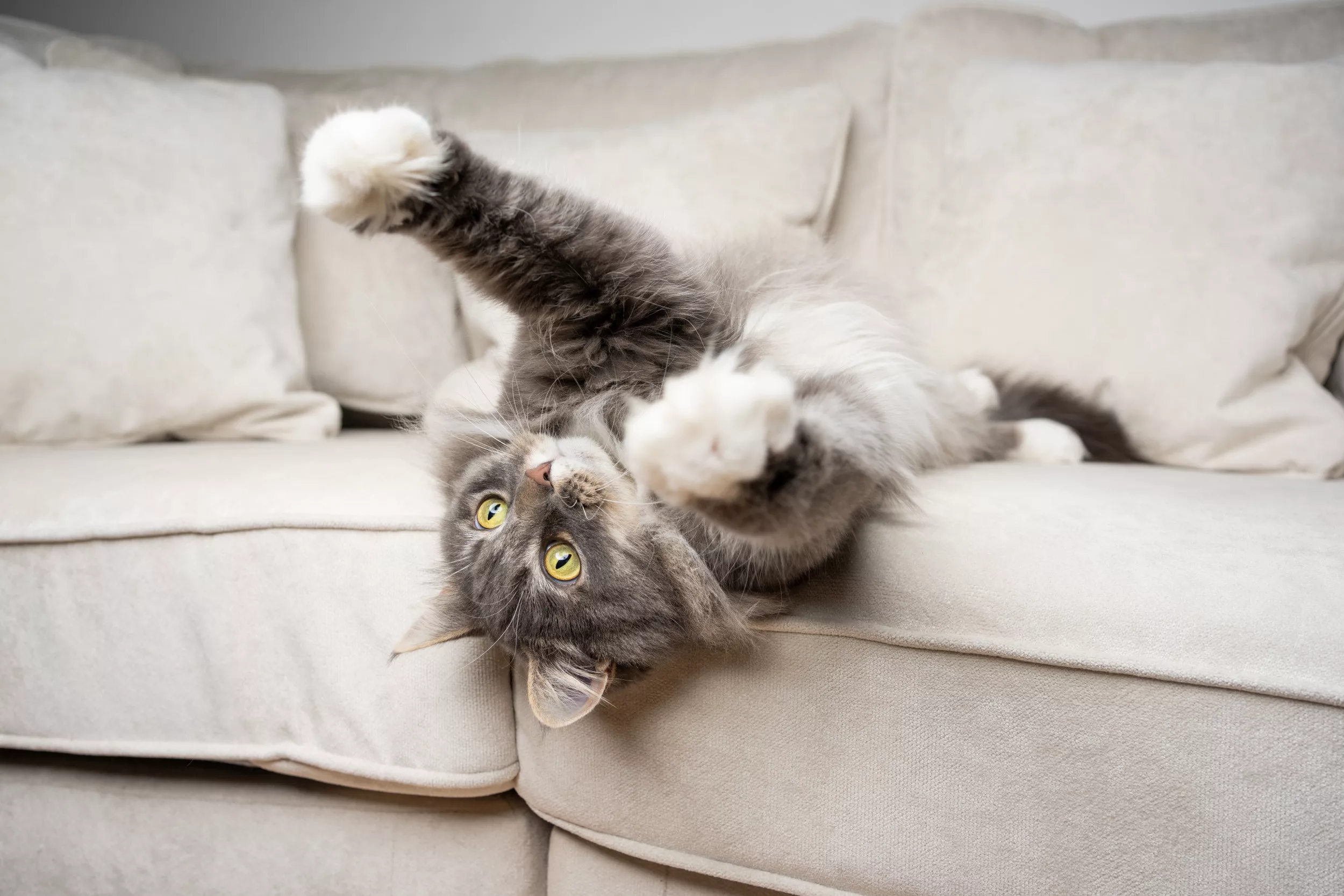 Fury As Cat's Unsubtle Plea for Attention Is Ignored: 'How Dare They' - Vimarsana News