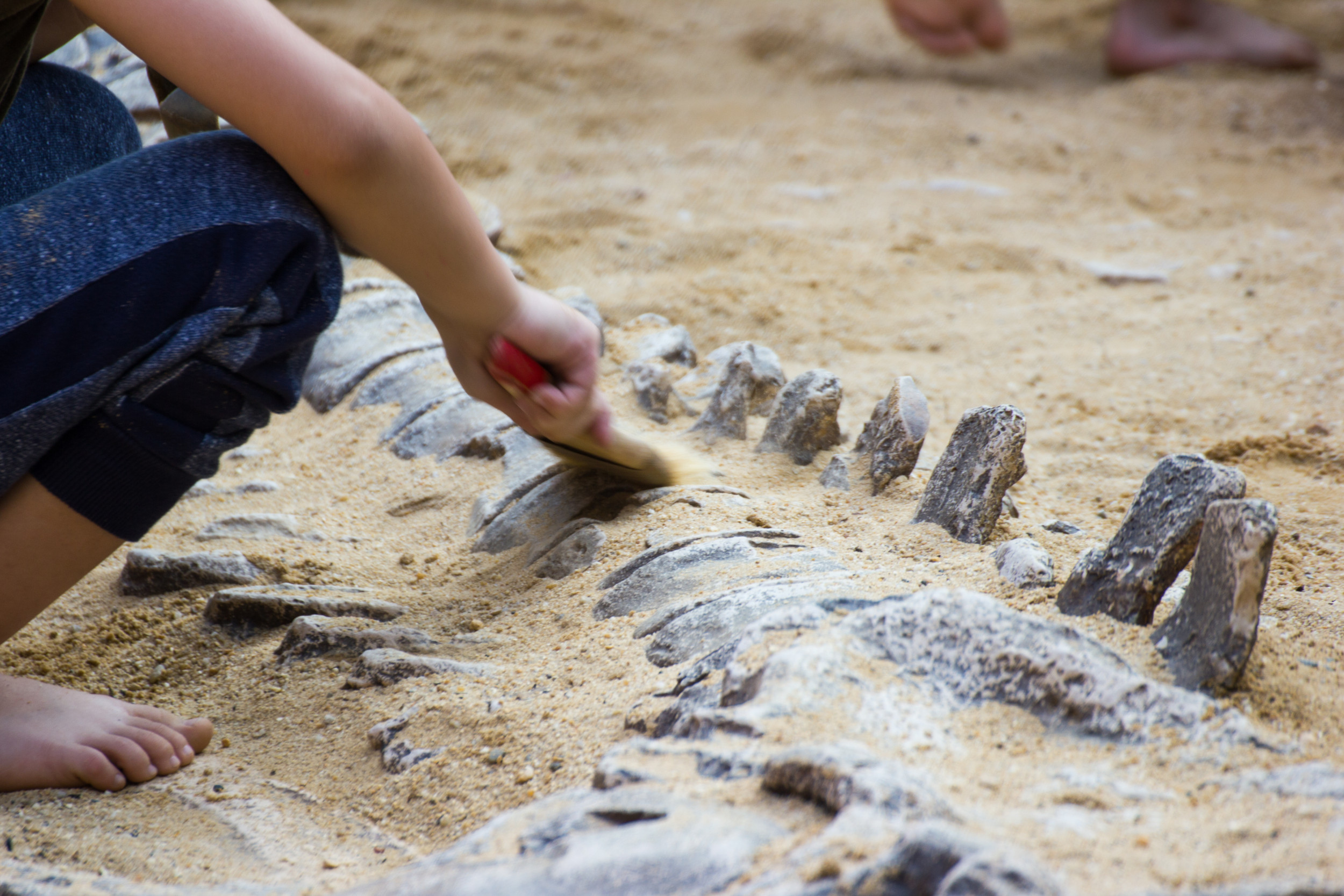 El descubrimiento del hueso de Dog Walker conduce a un esqueleto fósil casi completo de titanosaurio