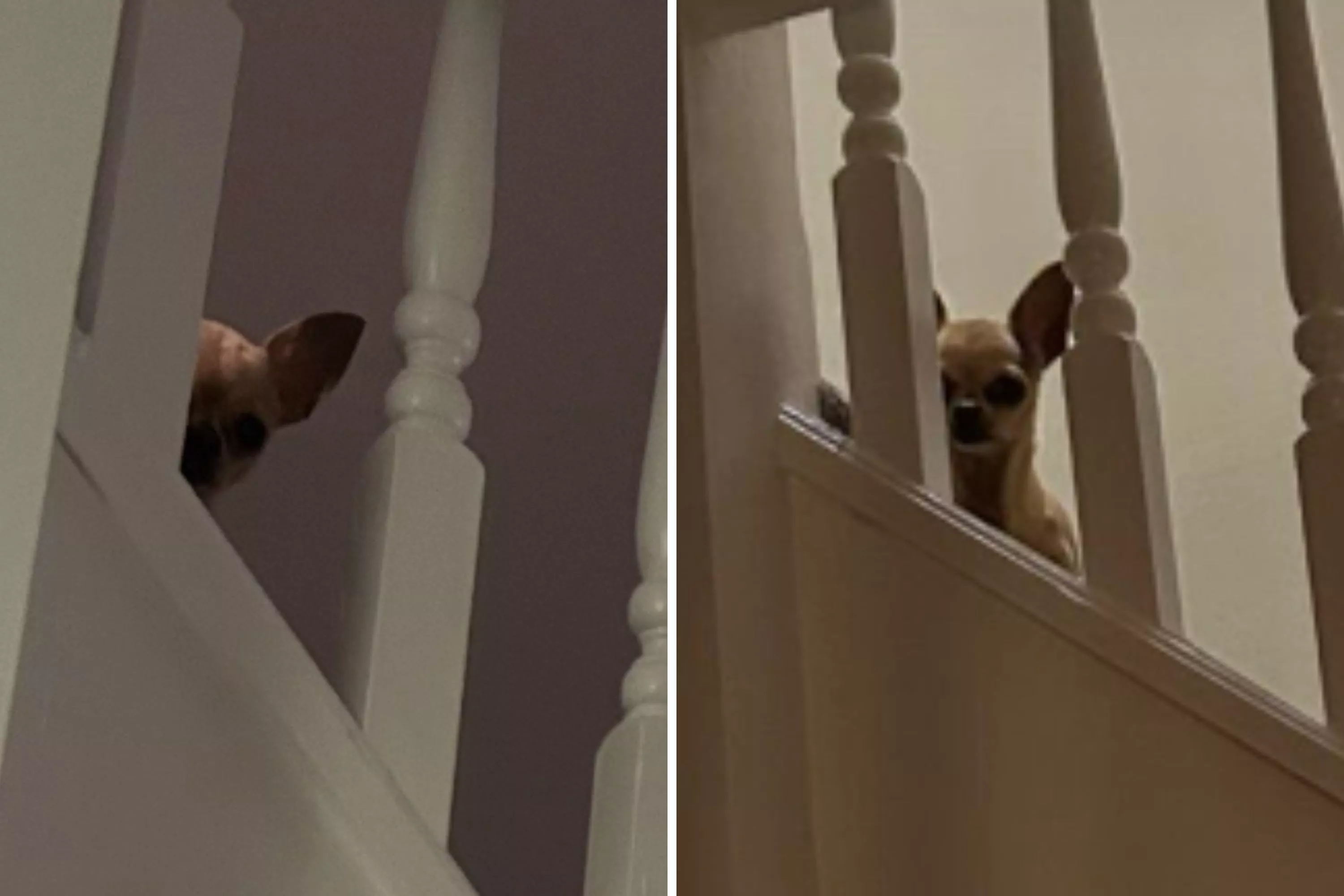 'Fuming' Dog Caught Spying on Owner After She Doesn't Come to Bed on Time - Vimarsana News
