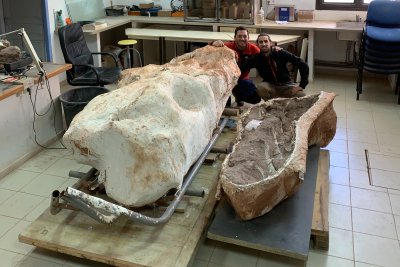 dinosaur bone excavtion dinosaur bone excavtion