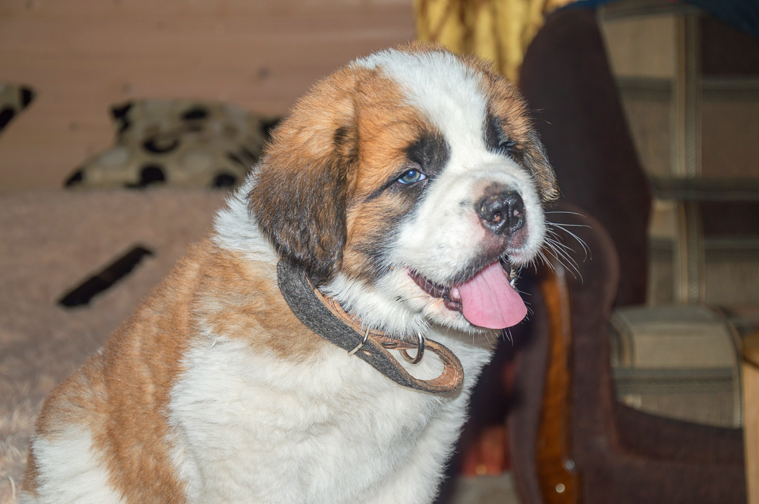 St bernard store 3 months old