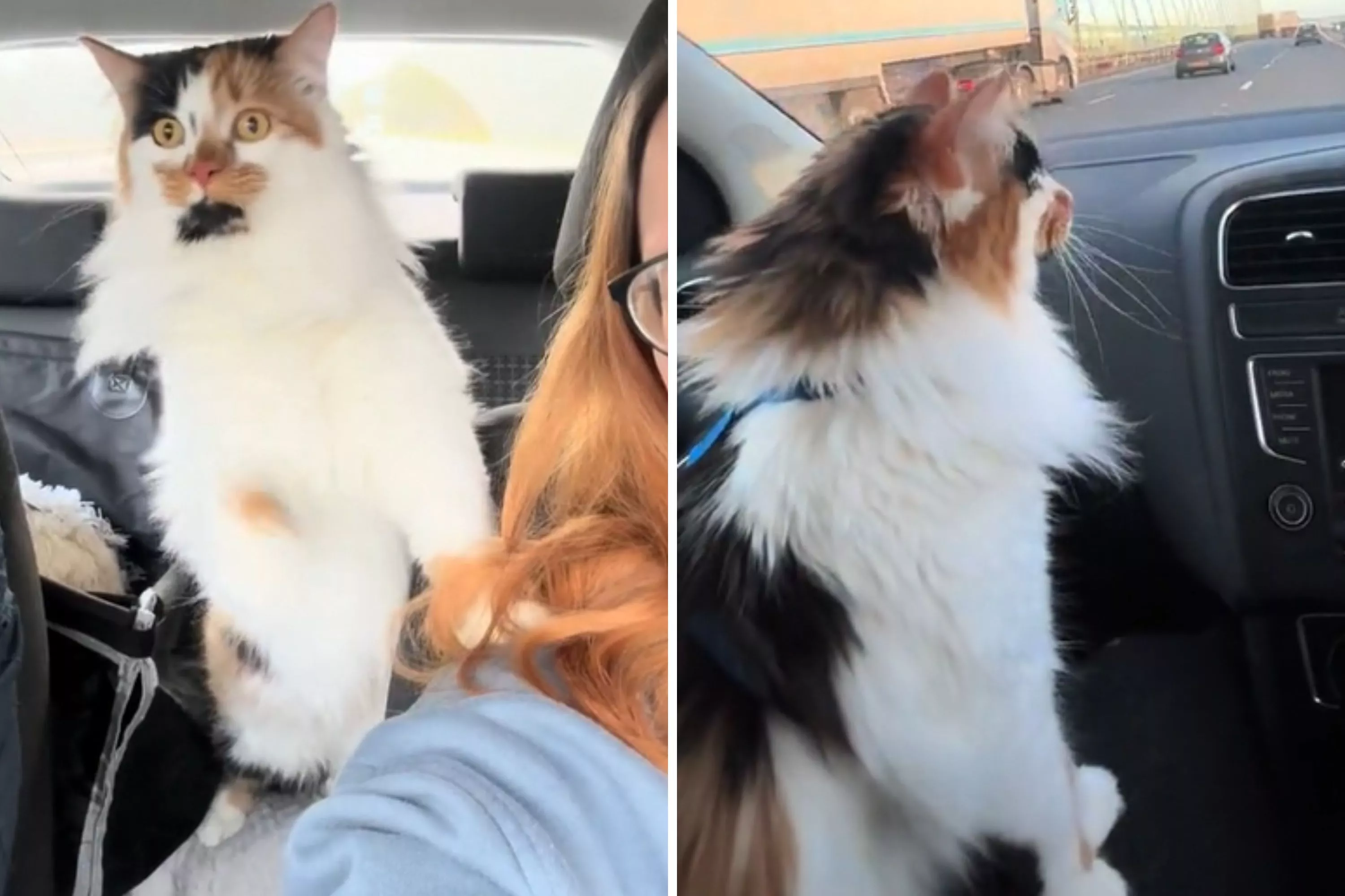 Owners Not Prepared for Cat's Reaction to First Car Ride: 'Shotgun' - Vimarsana News