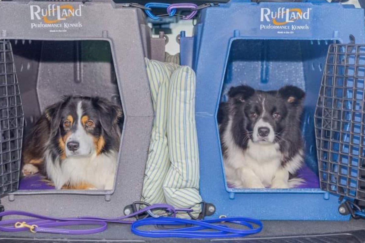 Dogs in Ruffland kennel
