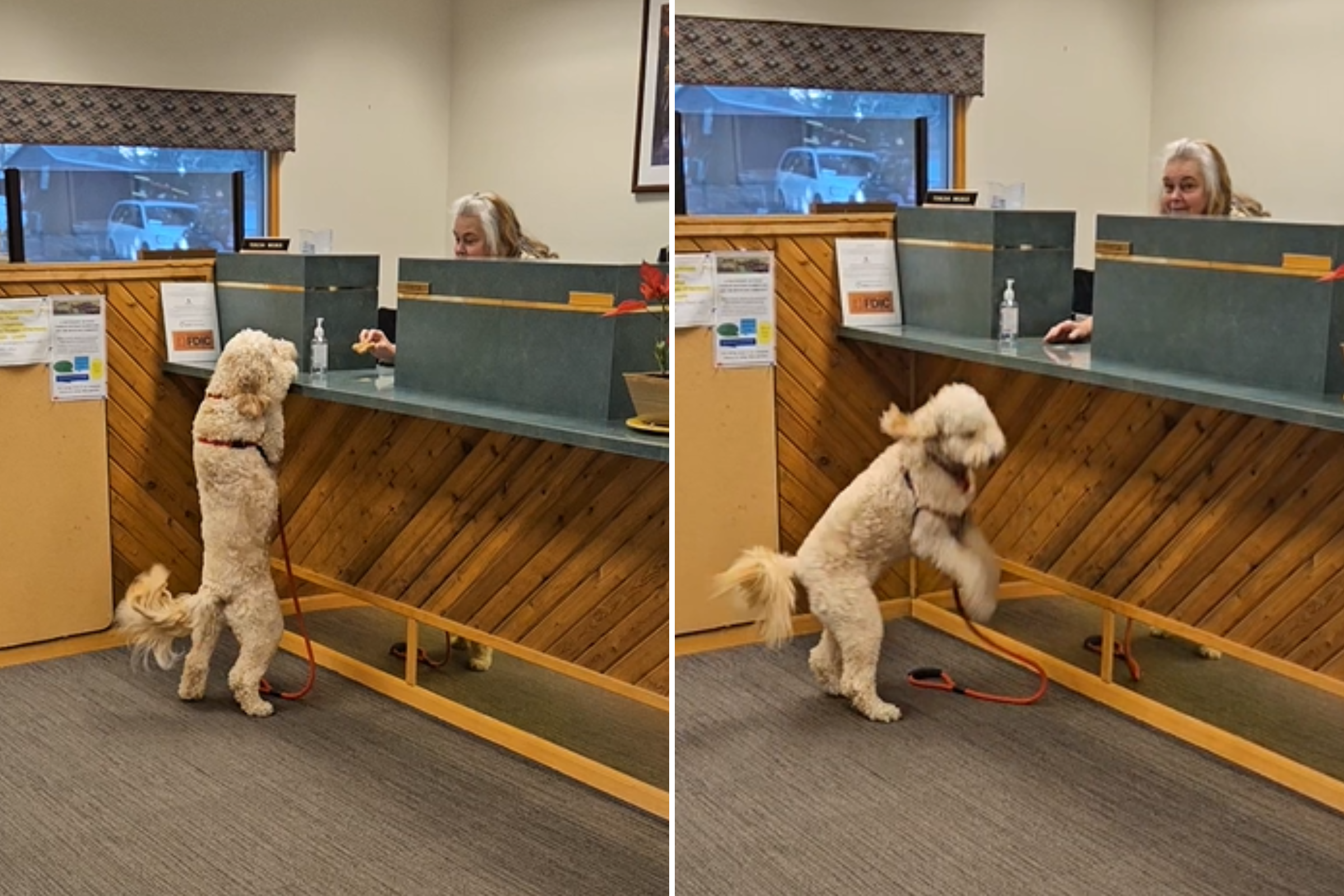 Goldendoodle Helping Owner Withdraw Money at the Bank Wins Pet of the Week