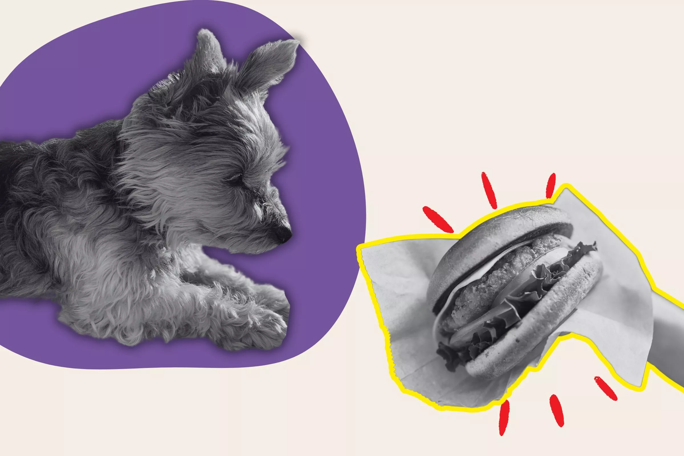 Owner Shows How Quickly Yorkshire Terrier Wakes Up for Snacks - Vimarsana News