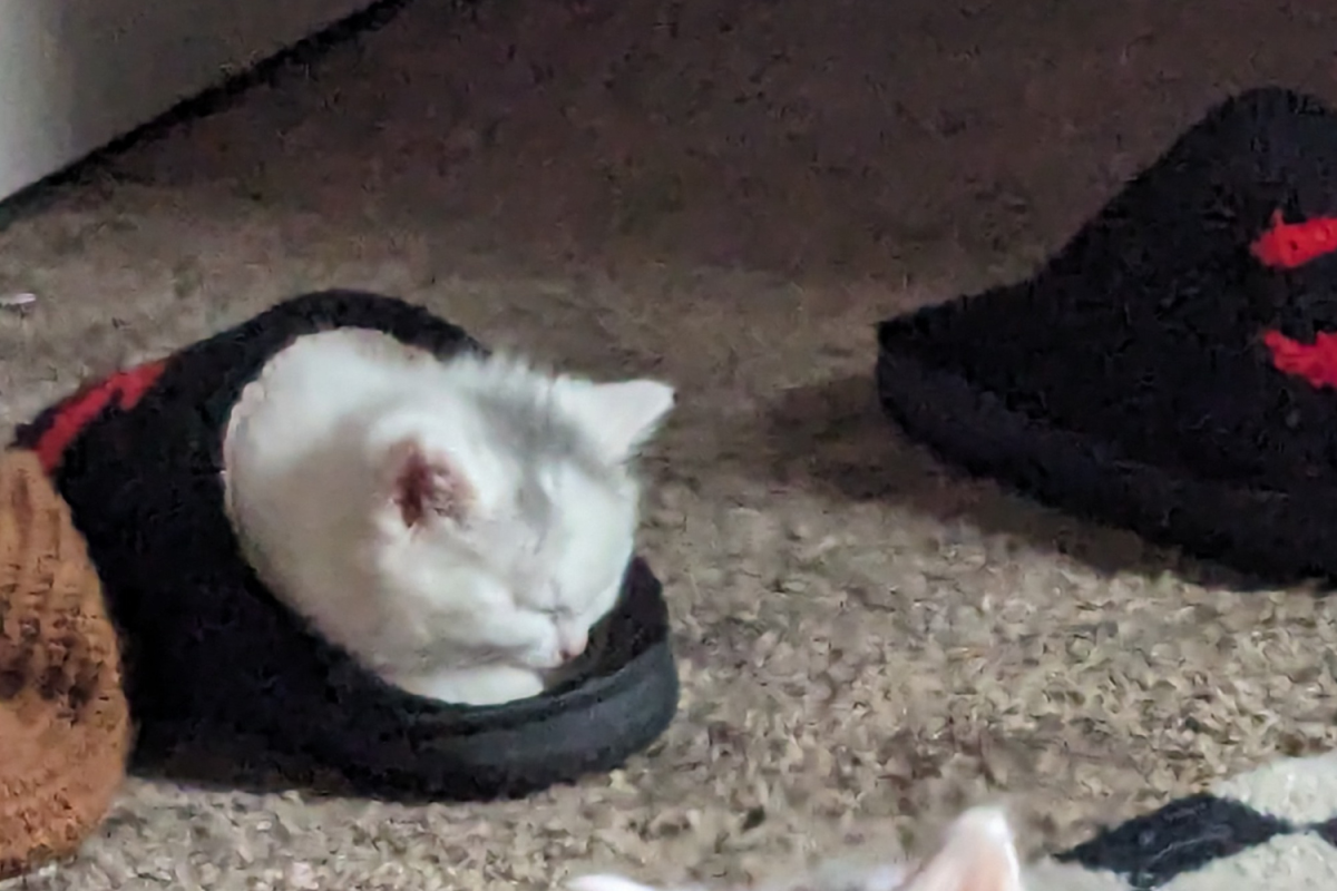 Cat in slipper