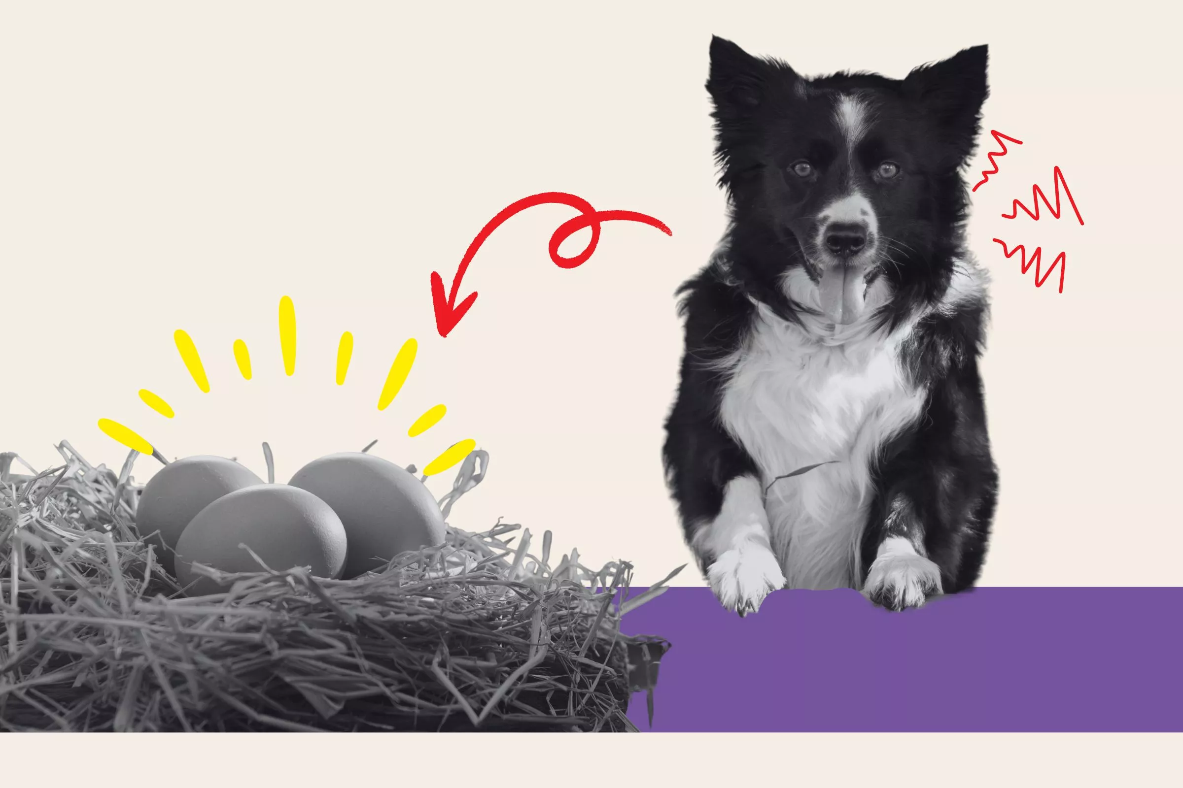 Hysterics as Farmer Discovers Who's Been Stealing Eggs: 'Caught Red Pawed' - Vimarsana News