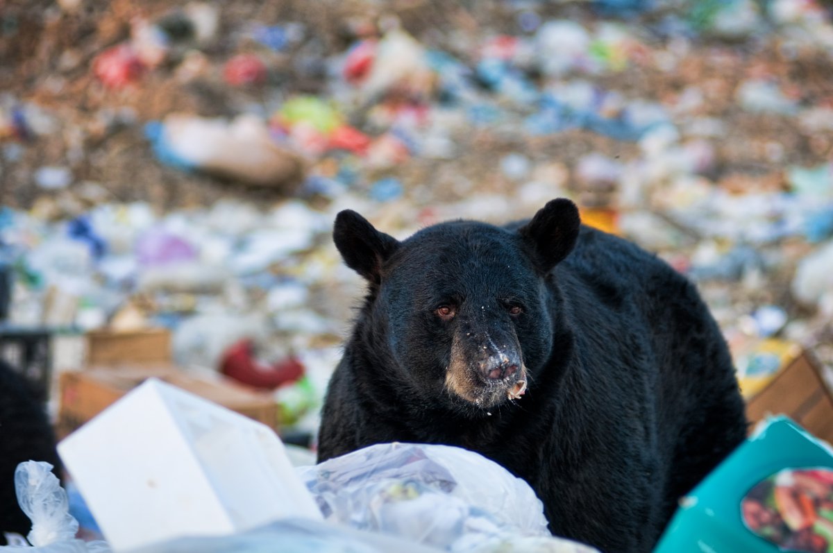 bear in garbage