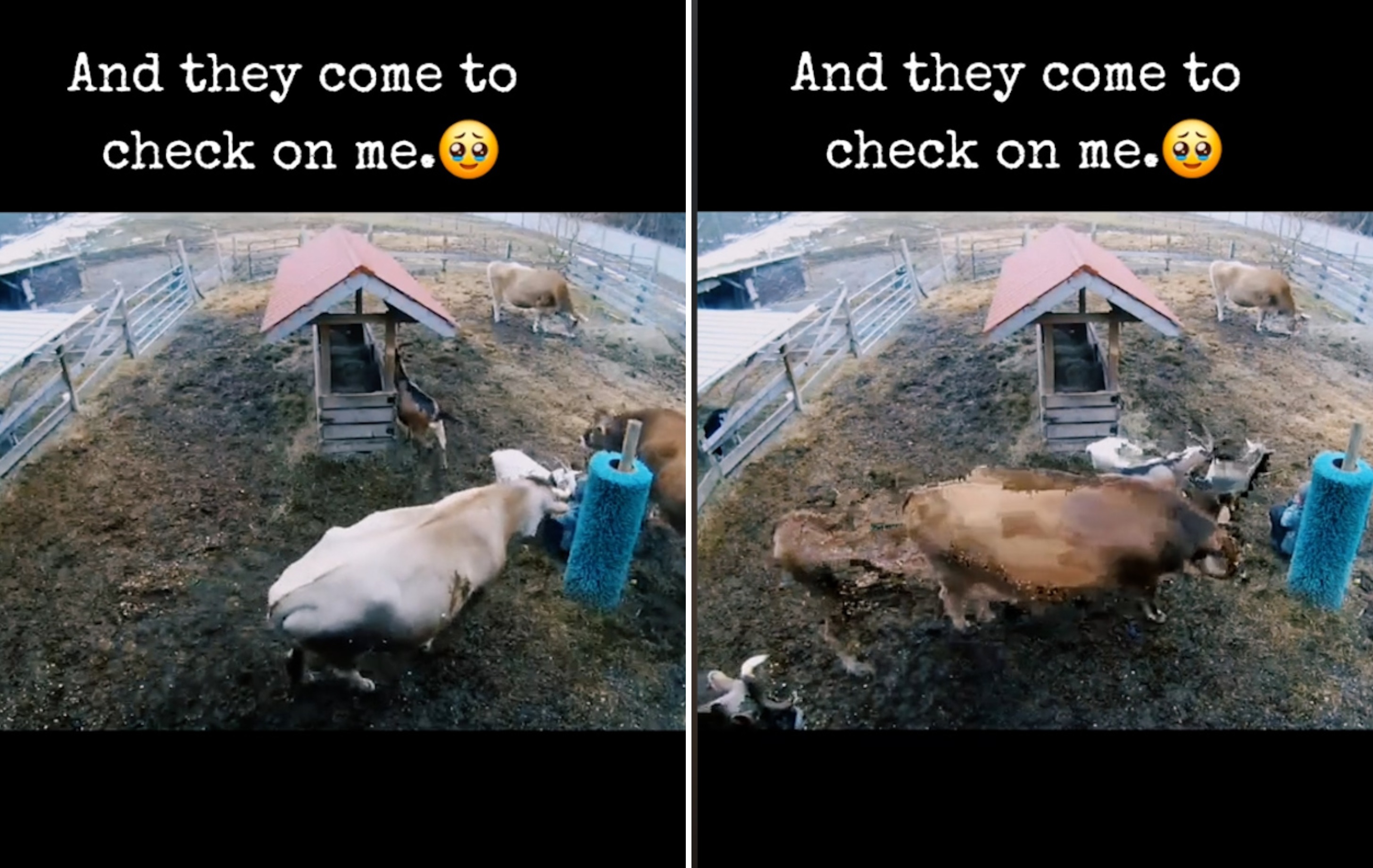 CCTV Captures Moment Sanctuary Animals Realize Their Human Is ...