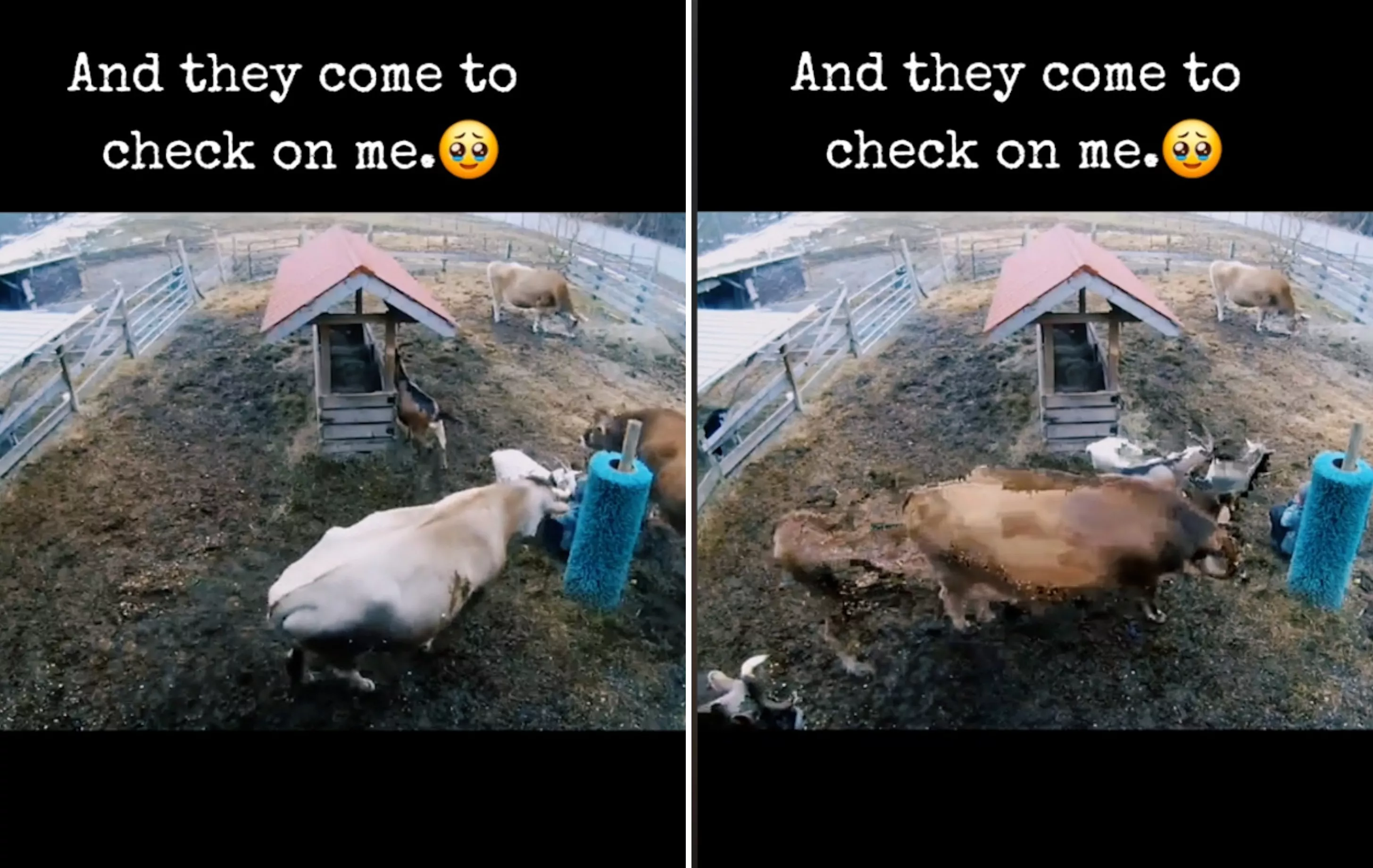 CCTV Captures Moment Sanctuary Animals Realize Their Human Is 'Overwhelmed' - Vimarsana News