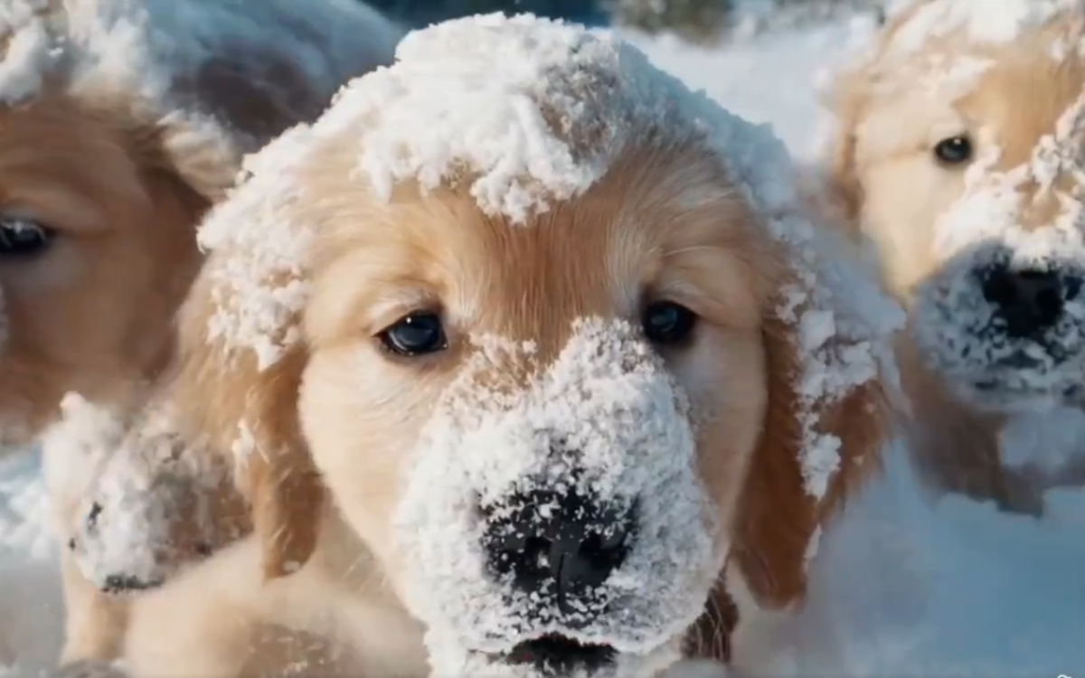 Can you spot what’s controversial about this video of puppies in the snow?