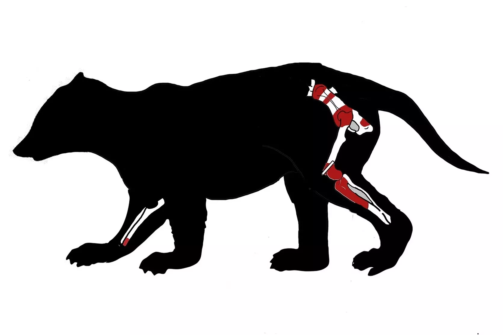 Newly Discovered Prehistoric Mammal Species Among Largest of Its Time - Vimarsana News