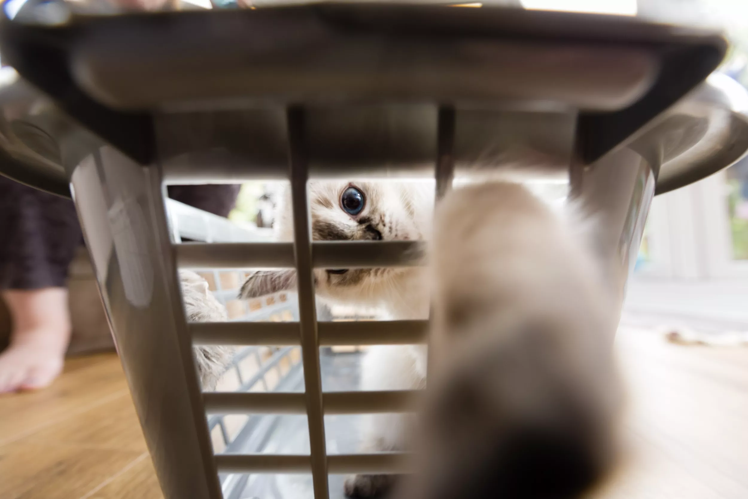 Plan to Stop 'Incredibly Strong' Cat Derailing Dinner Backfires - Vimarsana News