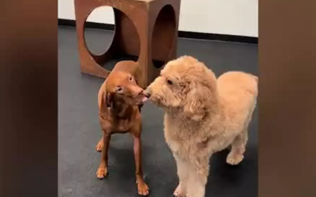 Goldendoodle and Vizsla's 'Budding Romance' Captured at Doggy Day Care - Vimarsana News