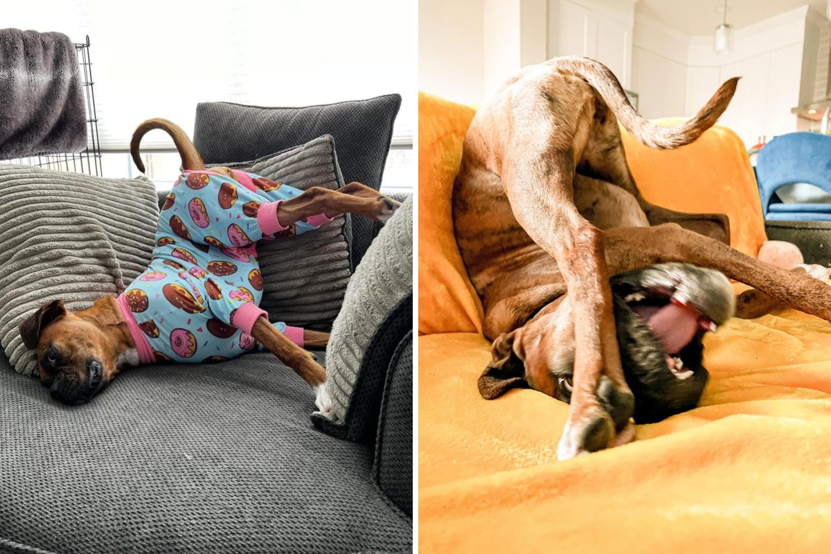 Boxers upside down on the couch