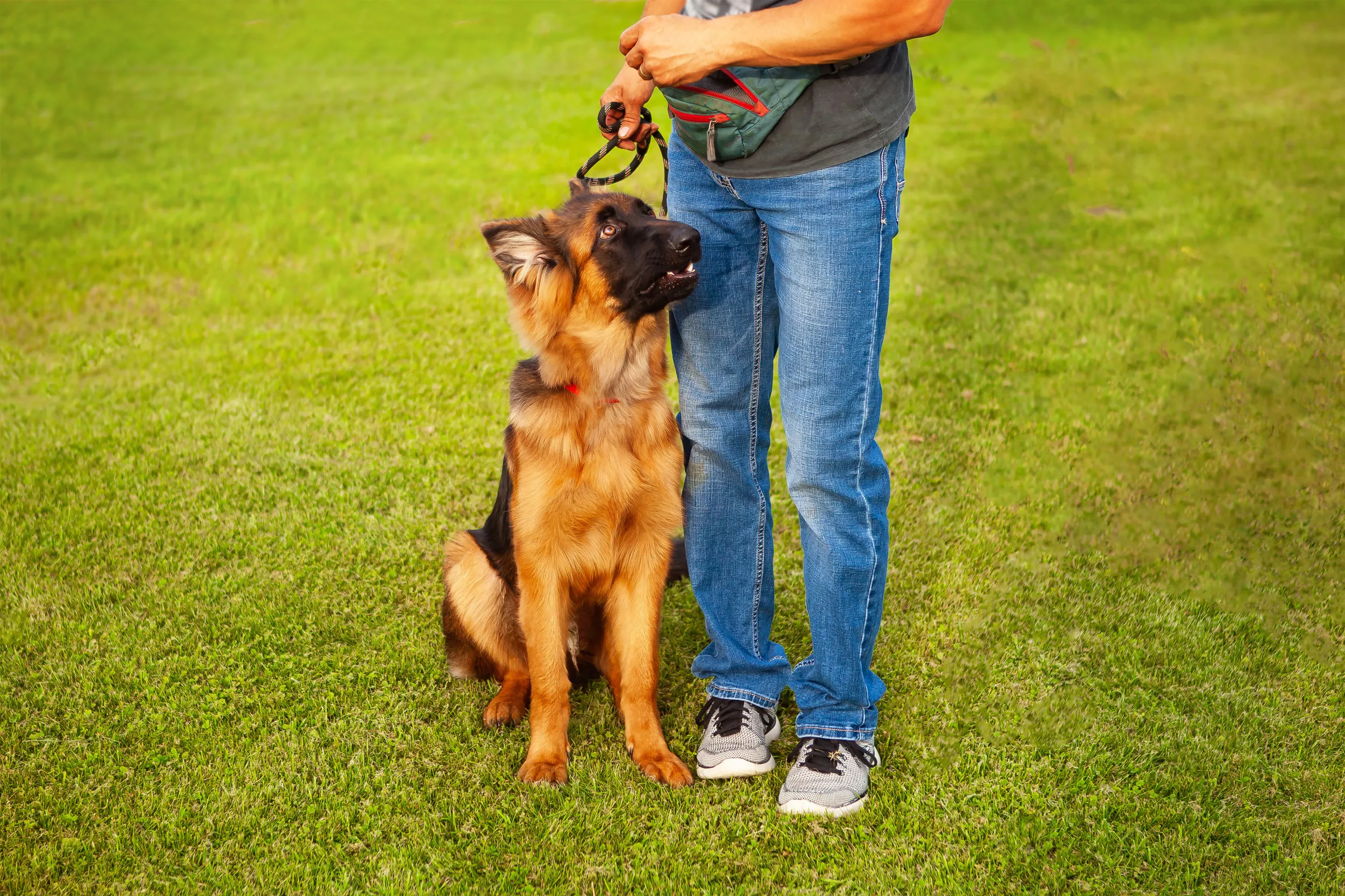 German Shepherd Who Failed Guide School Due to Anxiety Adopted by Trainer - Vimarsana News