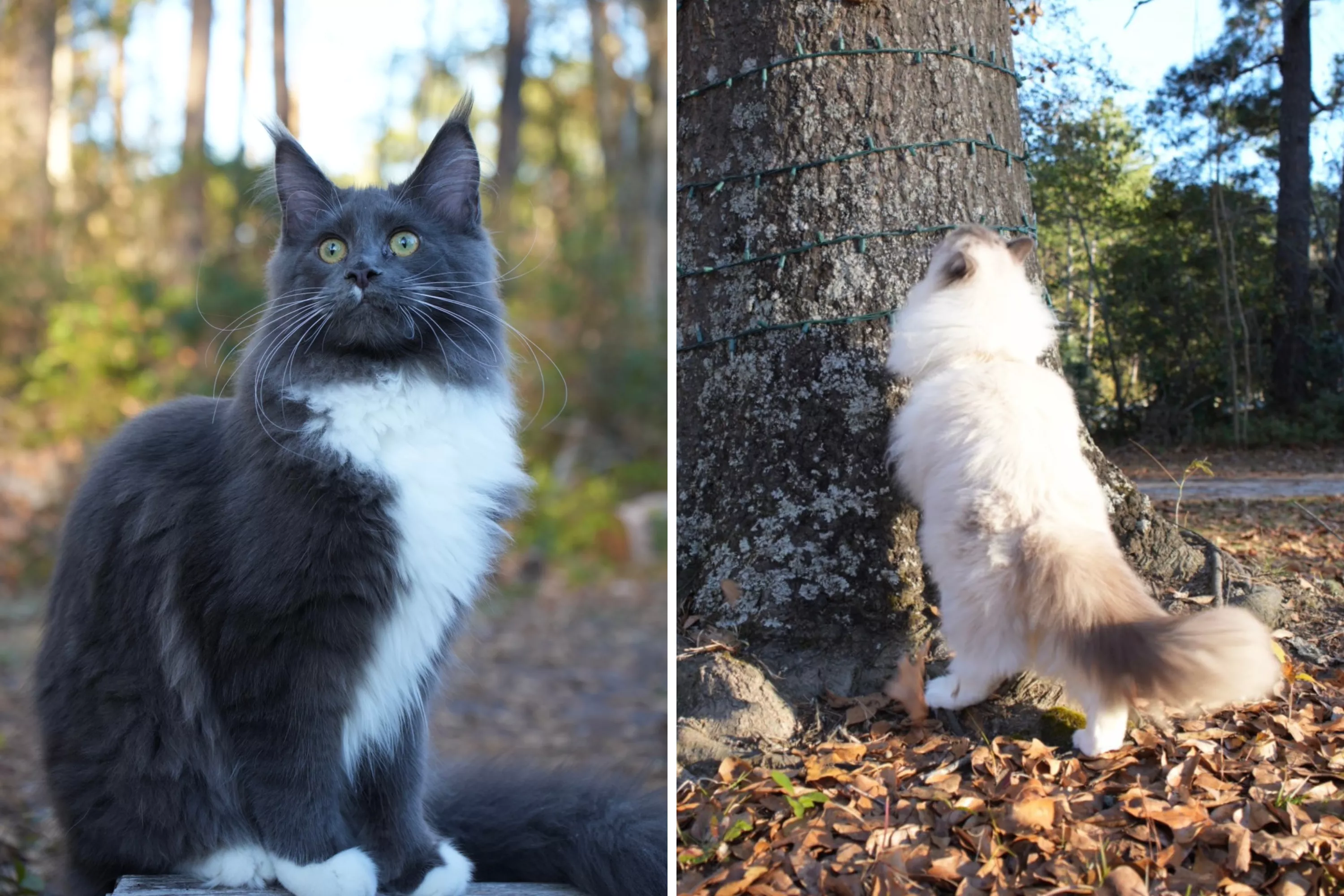 Ragdoll Cat Shocks Owner With Late Night Request: 'Waiting for This Moment' - Vimarsana News