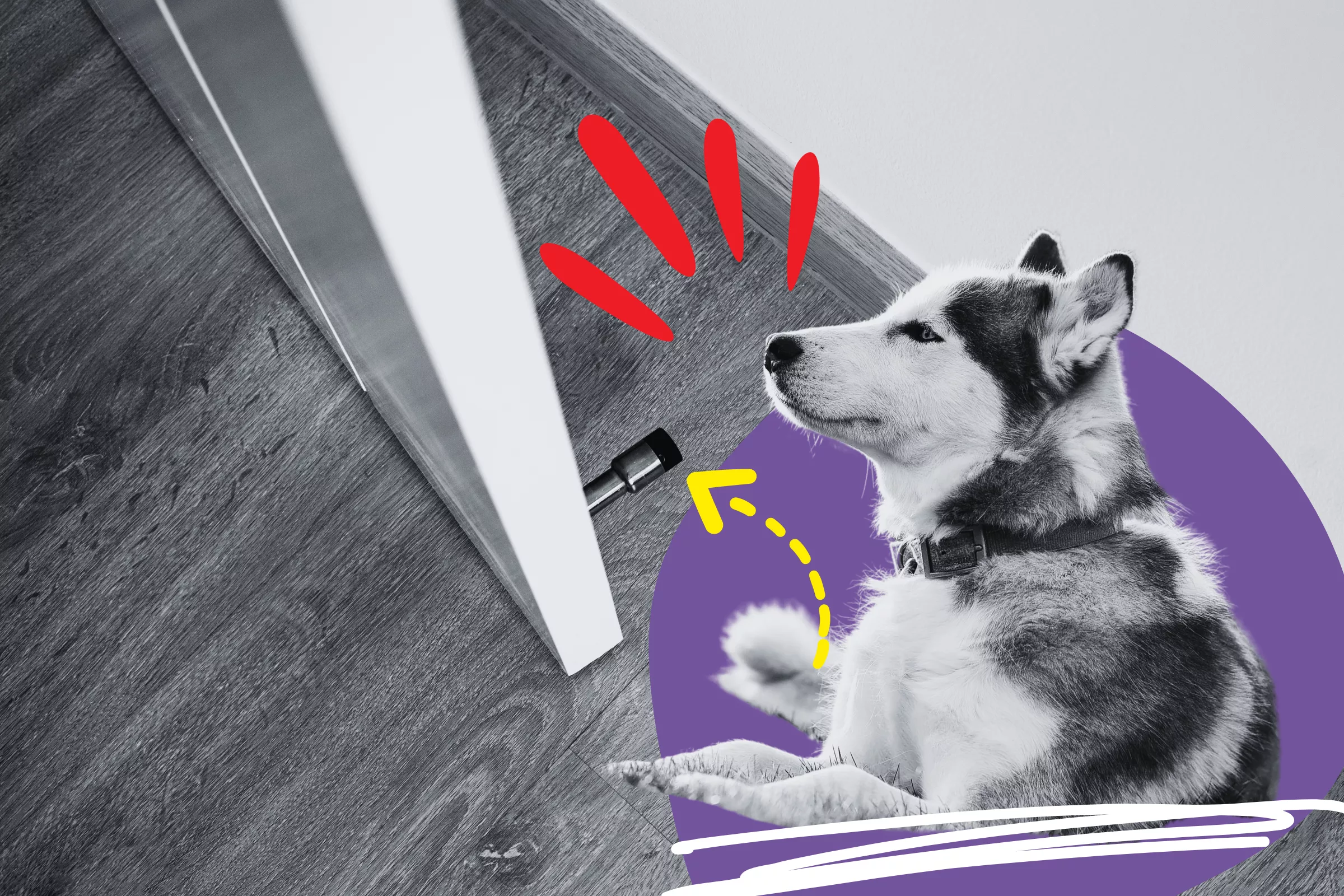 Puppy Shows Owner His Latest Discovery at Worst Possible Time - Vimarsana News