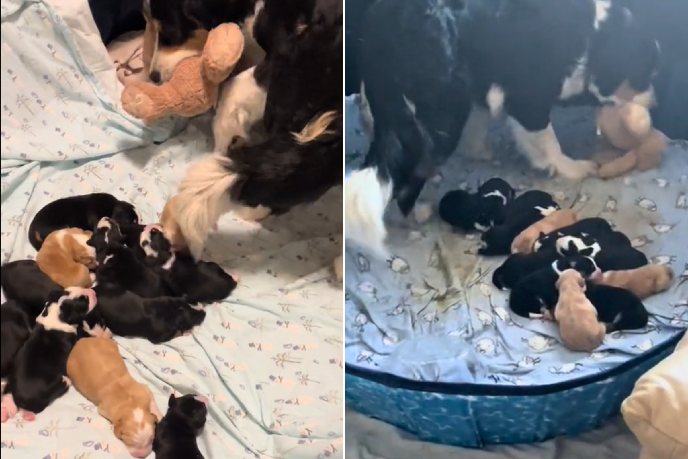 Dog Mom Keeps Bringing Stuffed Toy Back to Bed for Most Heartwarming Reason
