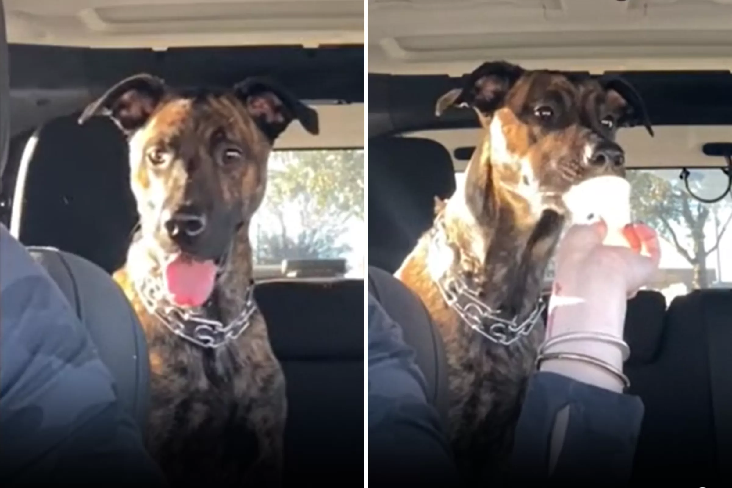 Woman Adopts 3-Month-Old Puppy After Neighbors 'Left Her Outside' - Vimarsana News