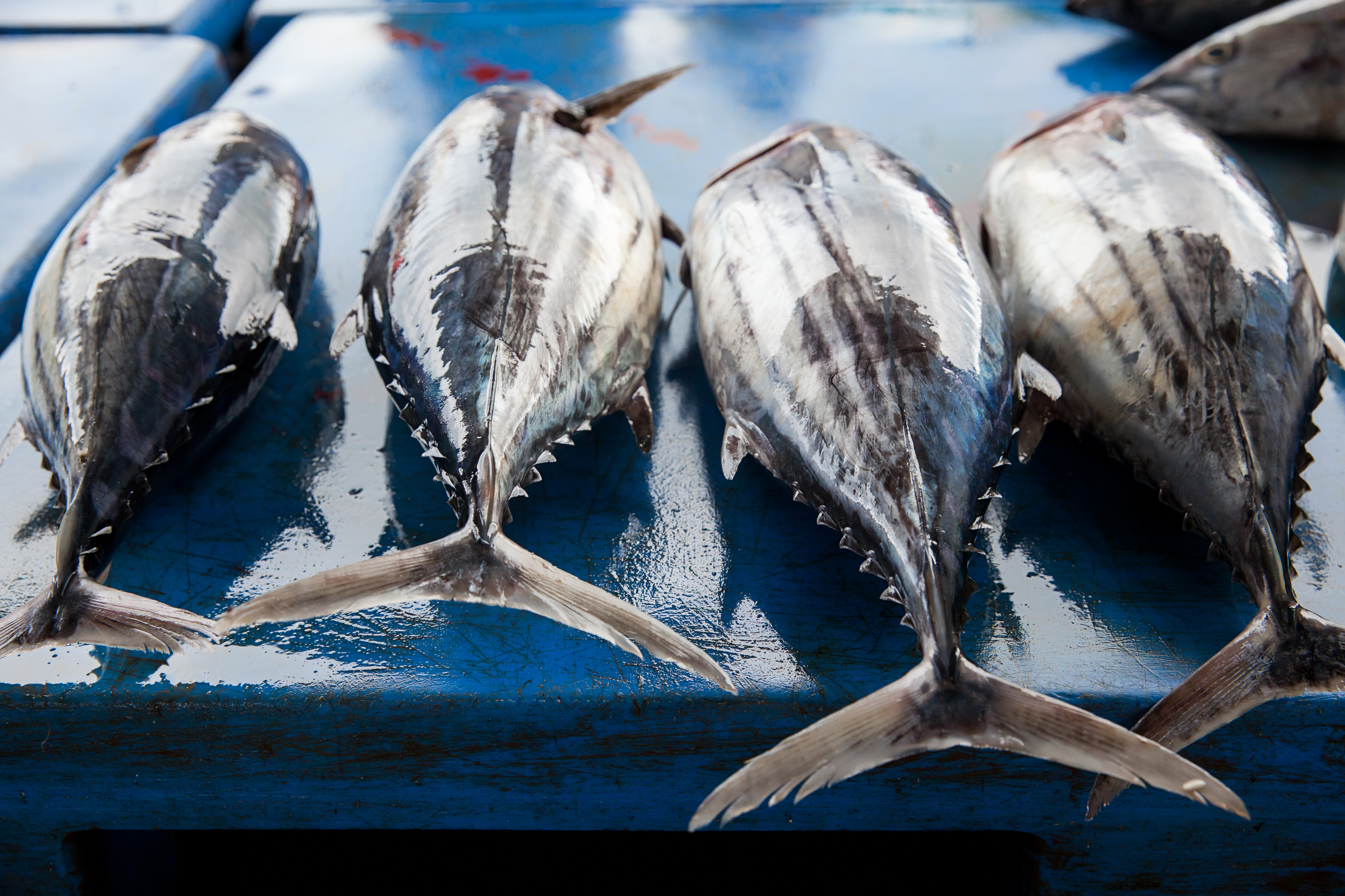 Pacific bluefin tuna population has dropped 97 percent, new report says –  The Mercury News