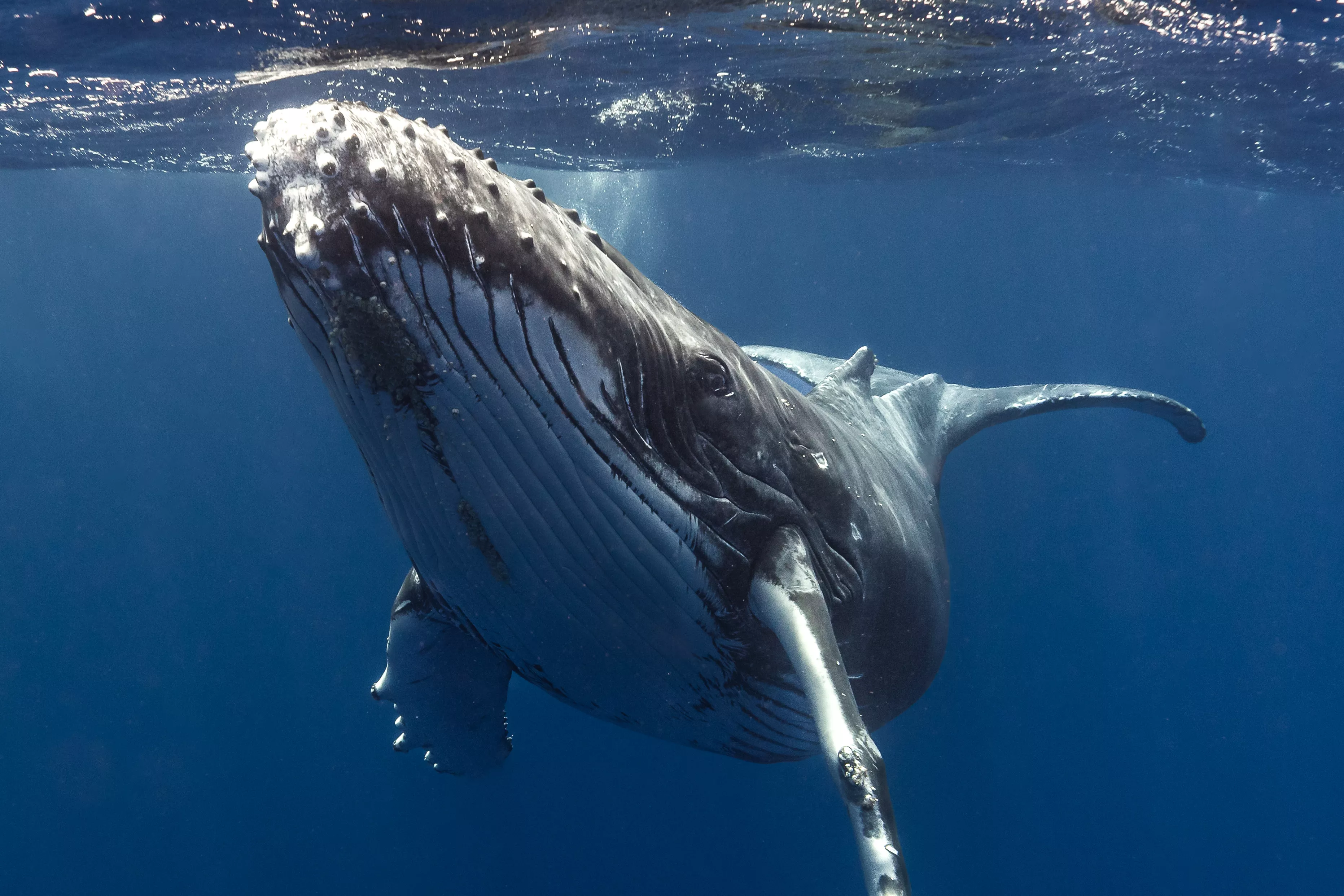 Humpback Whales Are Struggling To Communicate Due to Noisy Humans - Vimarsana News