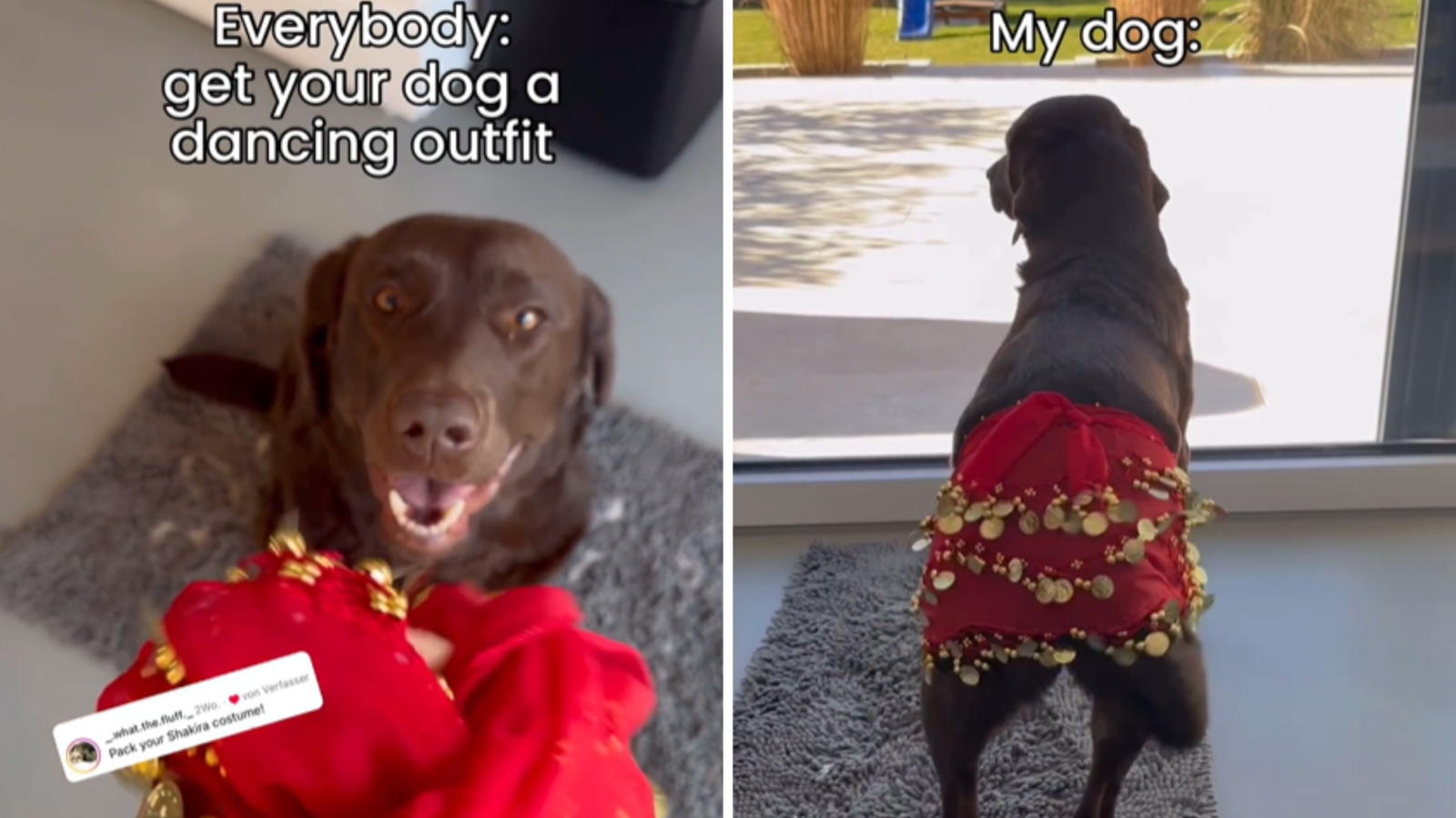 Dancing labrador deals retriever