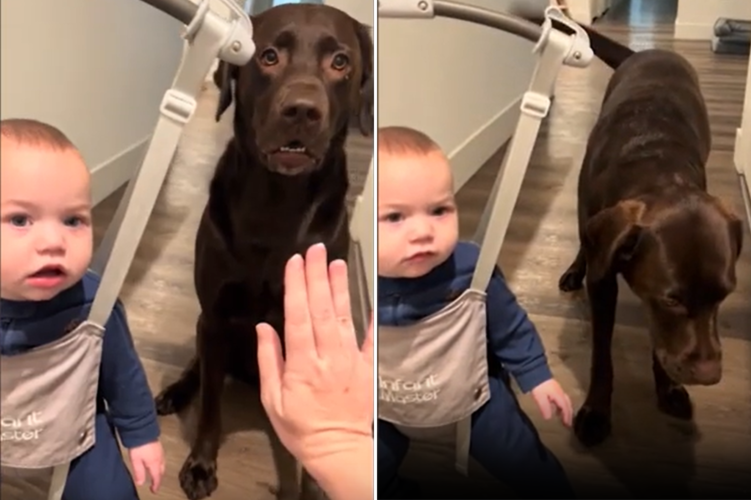 Hilarious Moment Labrador Tries To Teach Toddler to High Five For Treats